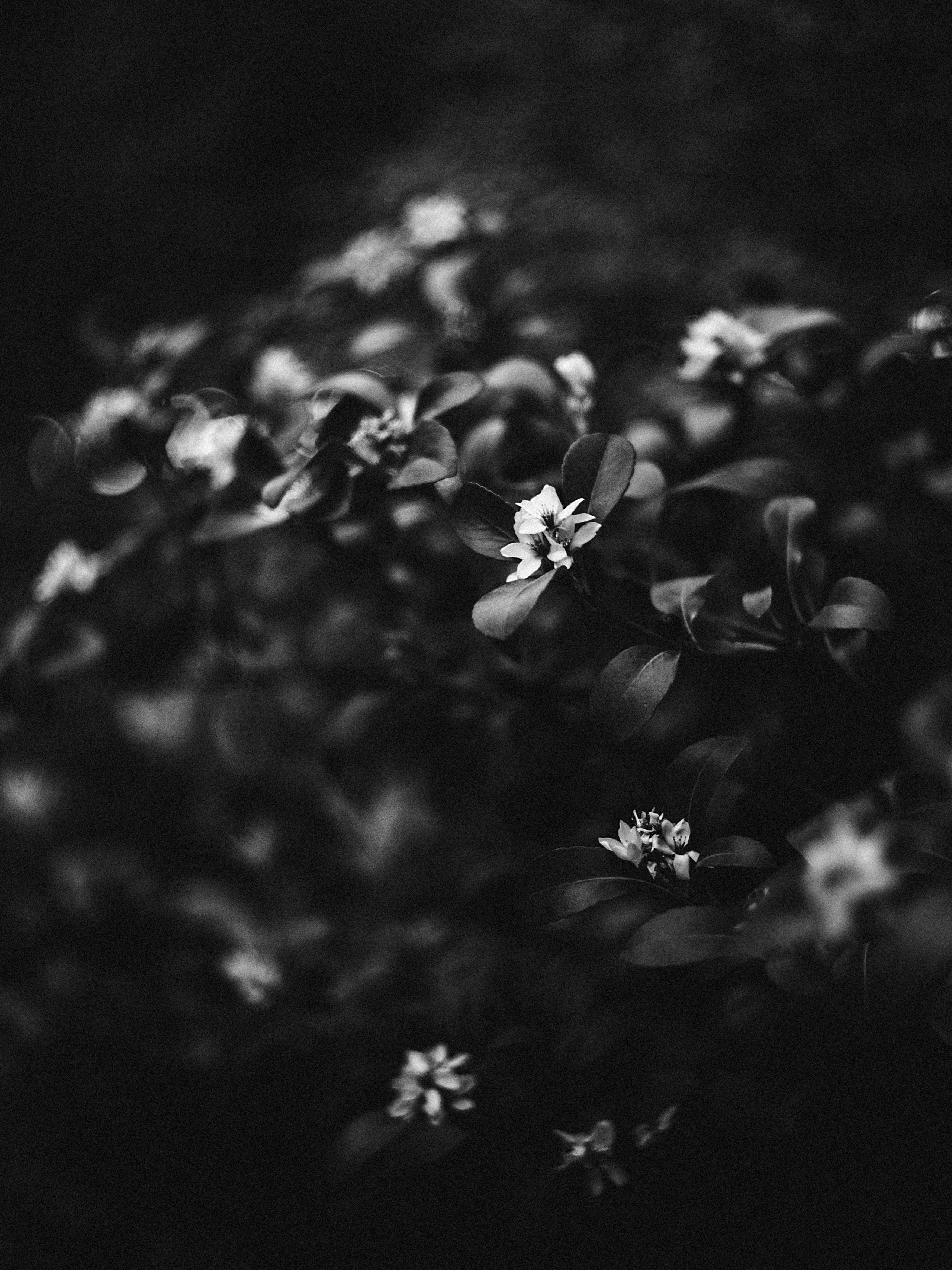 Botanical. Портретный и свадебный фотограф в Москве и Санкт-Петербурге. Учитель фотографии онлайн и оффлайн
