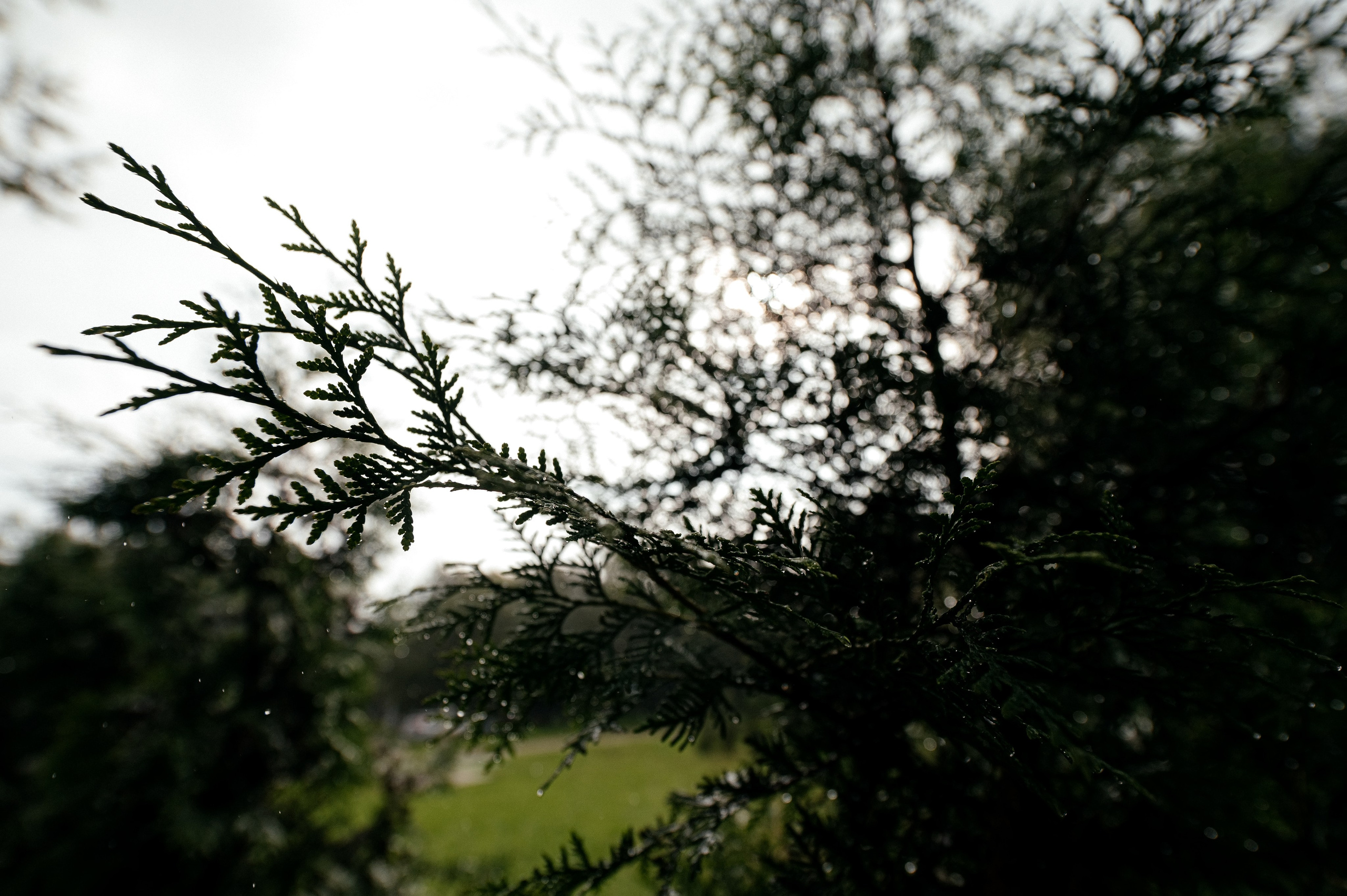 Дождик свадьбе не помеха! Гребнево, Барин. Свадебный и семейный фотограф Виктория Носачёва. Щелково, Москва и МО