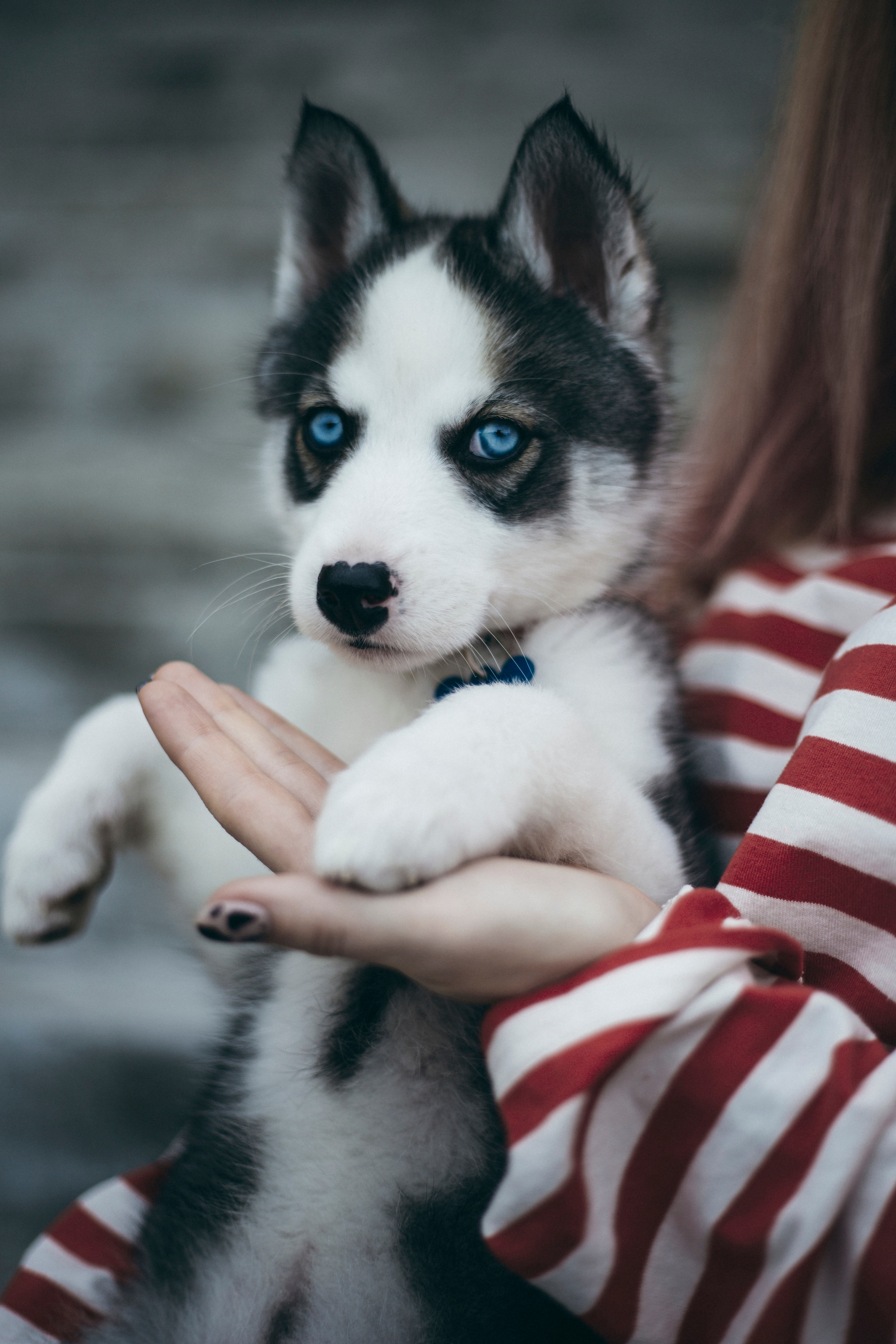 Анна с мужем и собаками @kosach_a. Семейный фотограф Валентина Качур в Сочи