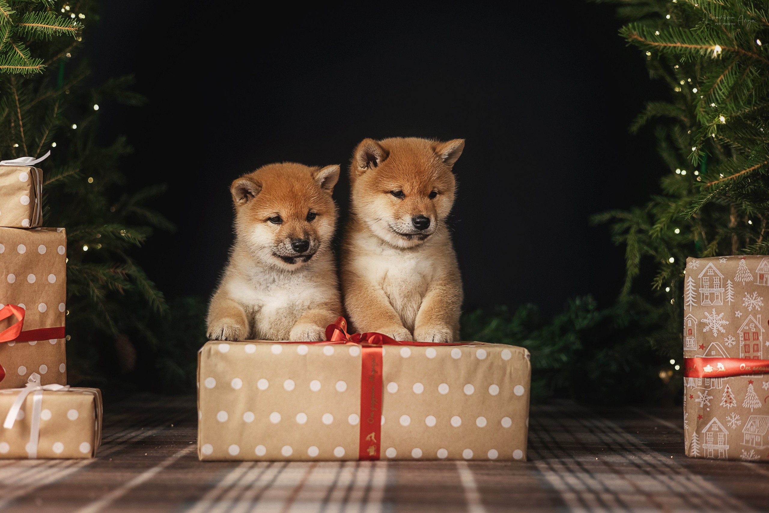 Фотодень_1 2025. Фотограф анималист Аня Ливанова | Рыбинск