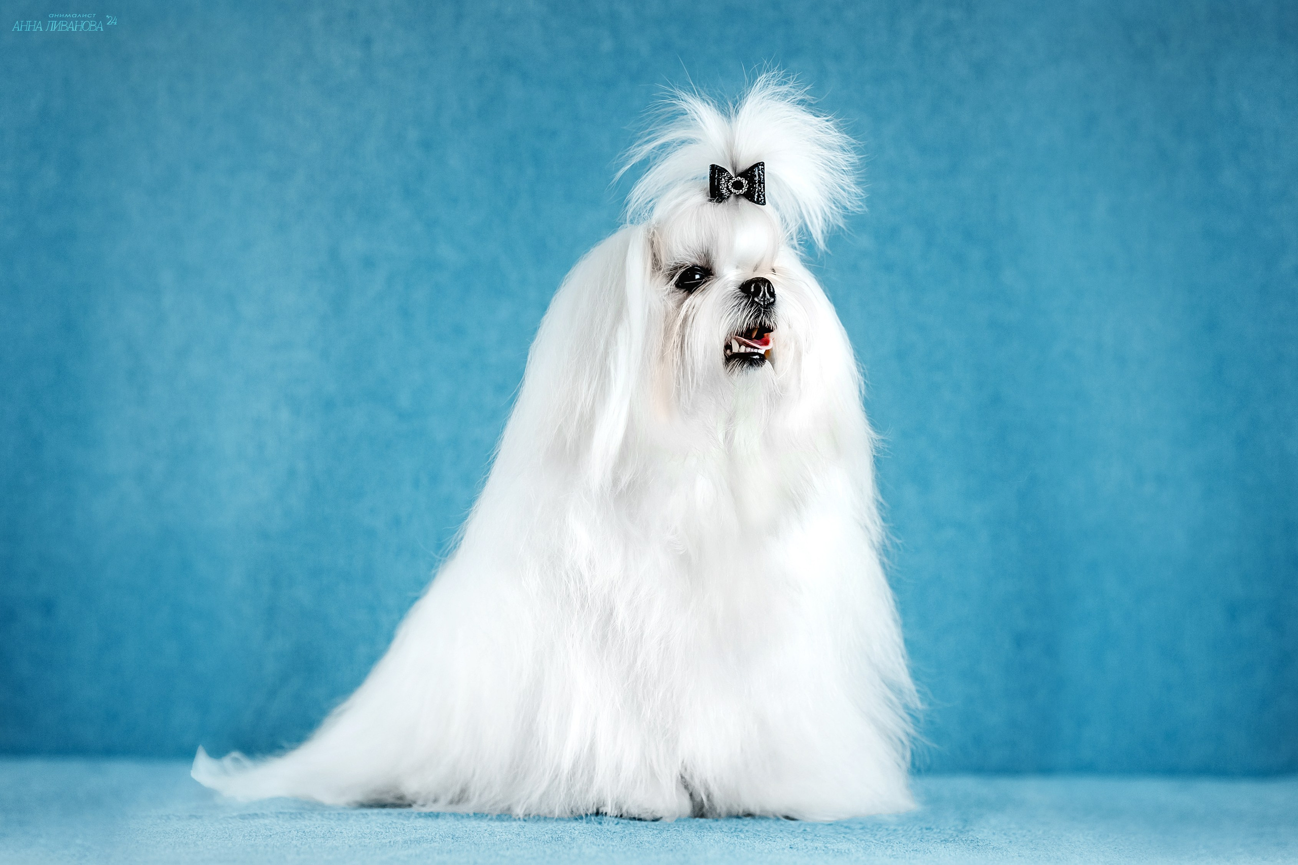 Мальтезе. Фотограф анималист Аня Ливанова | Рыбинск