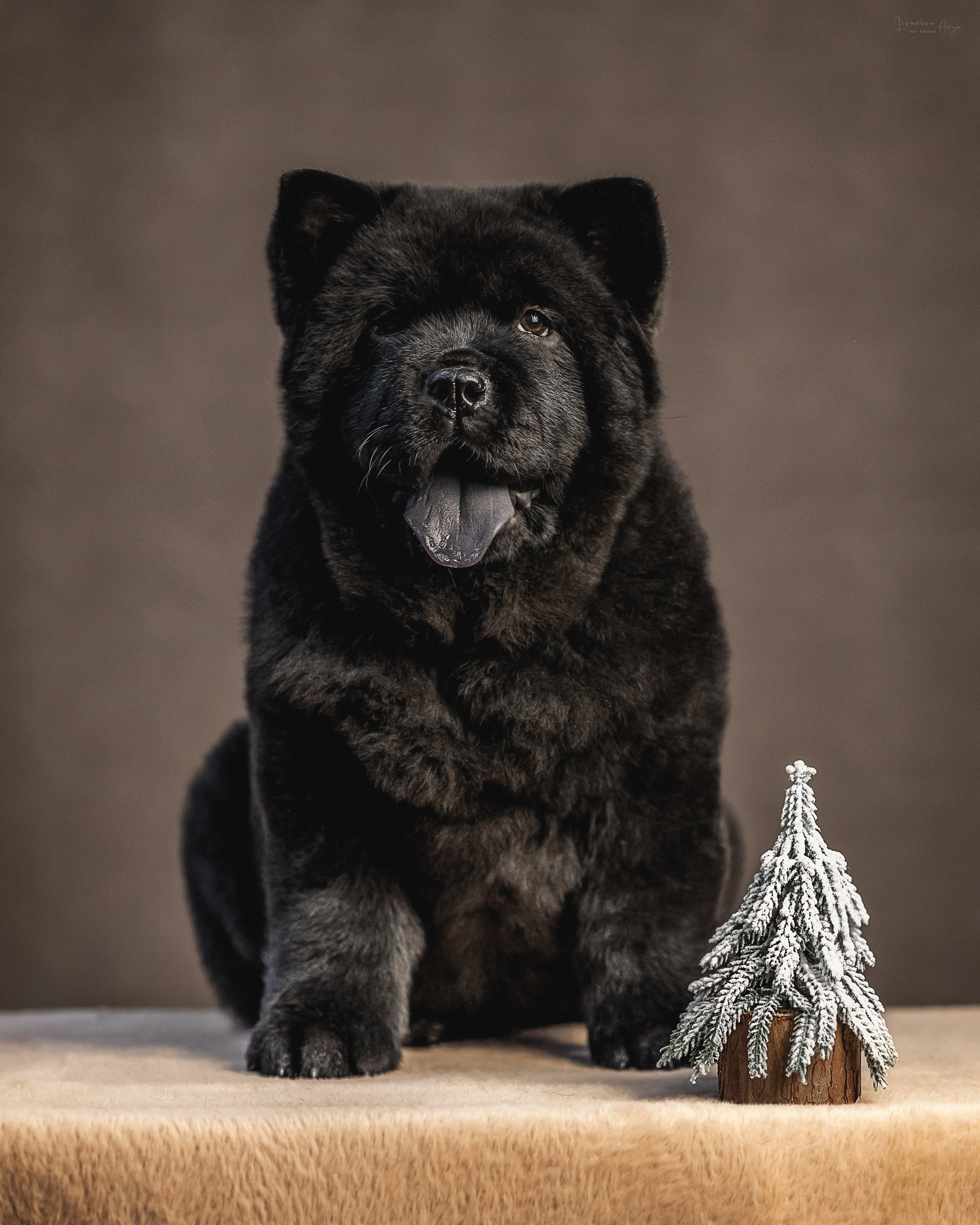 Чаушки. Фотограф анималист Аня Ливанова | Рыбинск