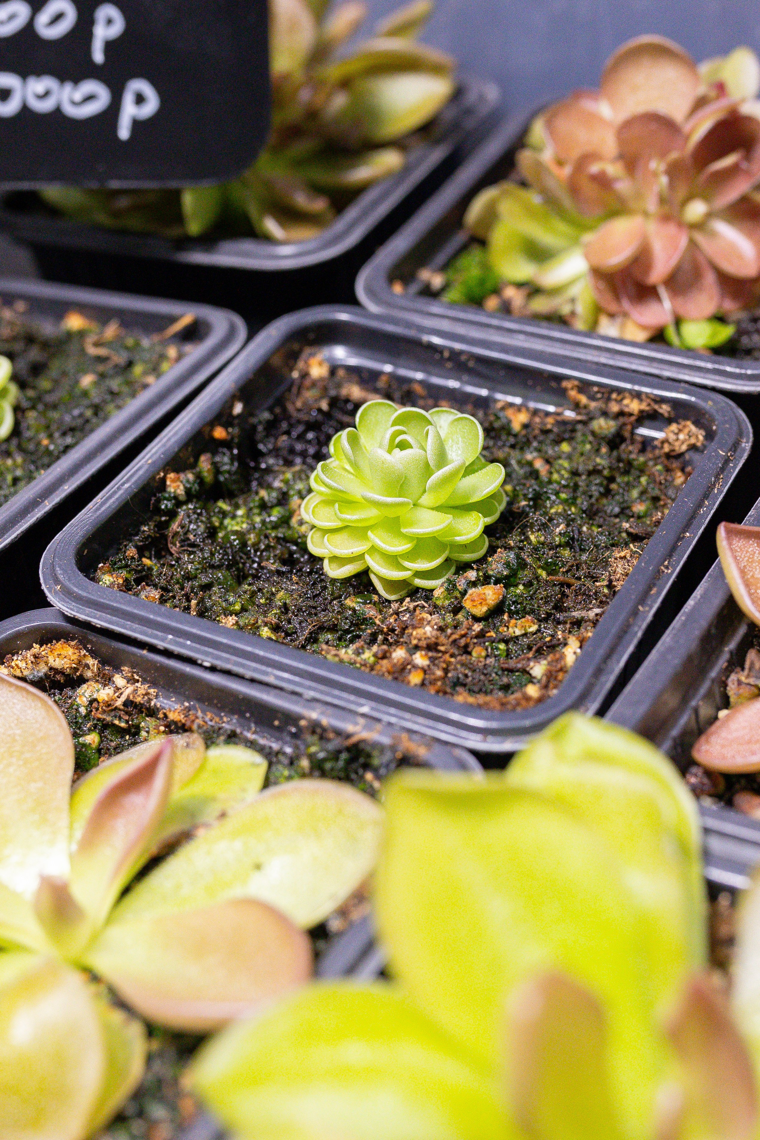 Орхидиум 12.2025. Александра Куликова фотограф, Москва