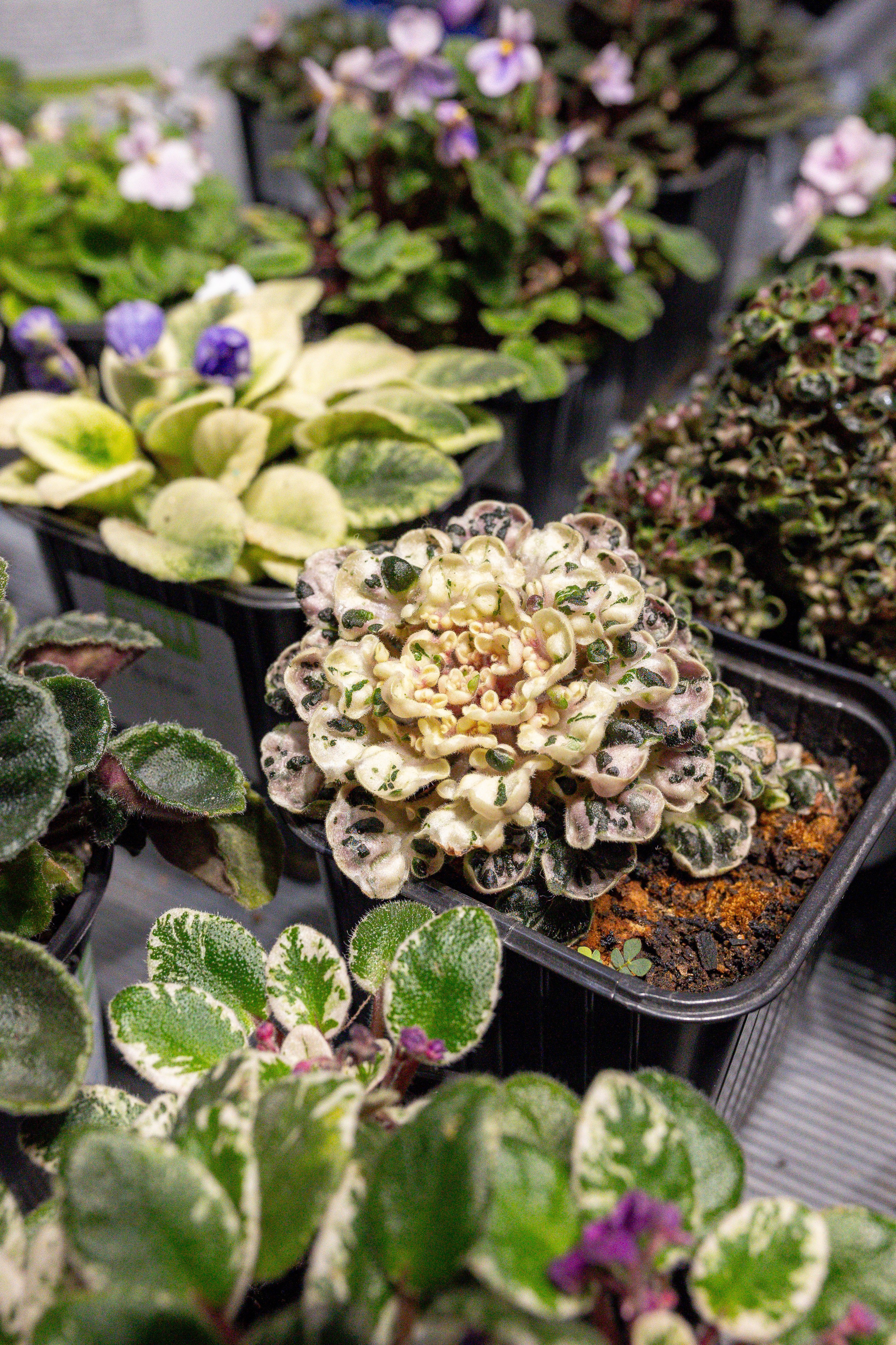 Орхидиум май 2025. Александра Куликова фотограф, Москва