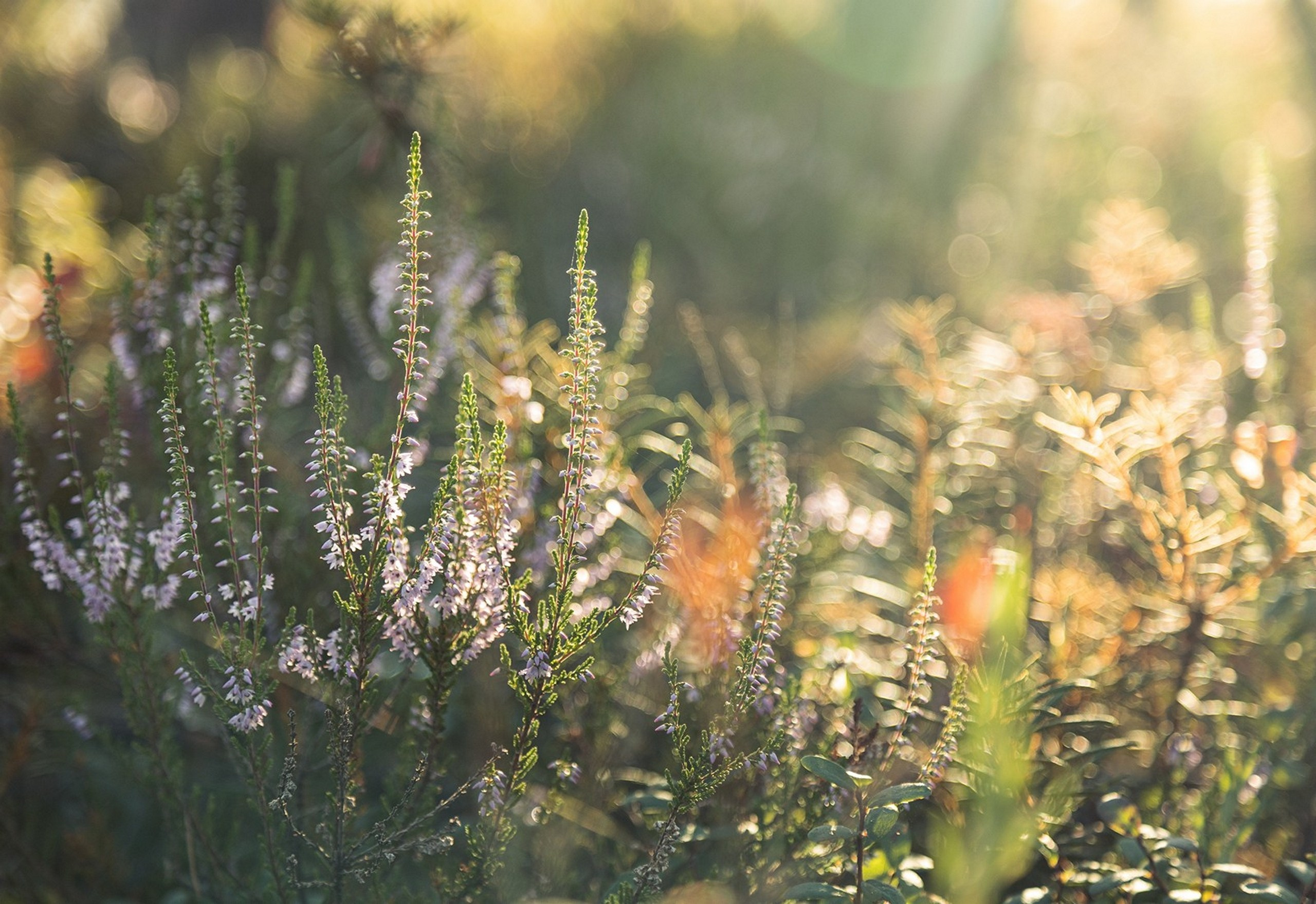 Карельский Перешеек. Фотограф Владимир Медведев