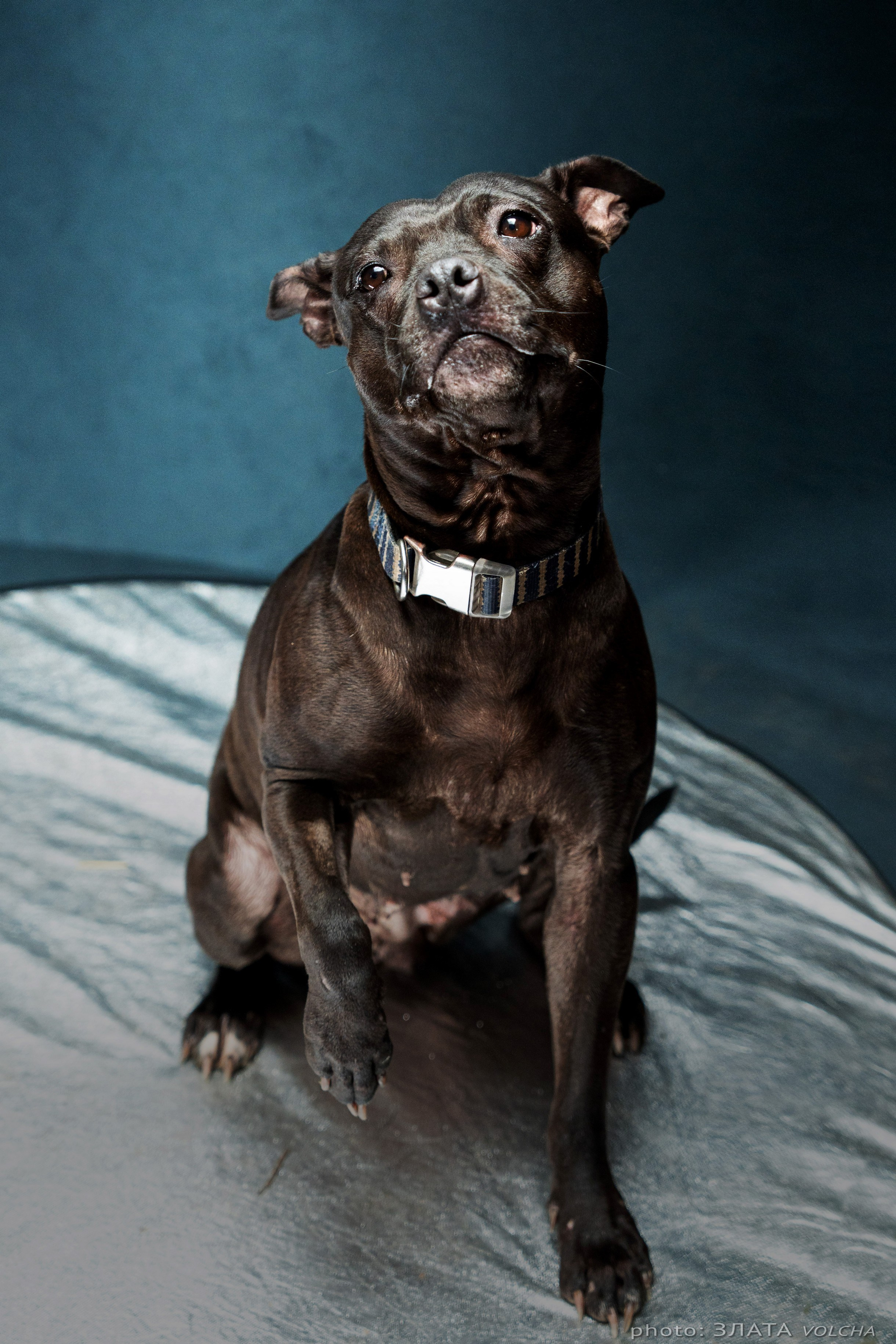 Собаки в студии. Фото, видео, монтаж