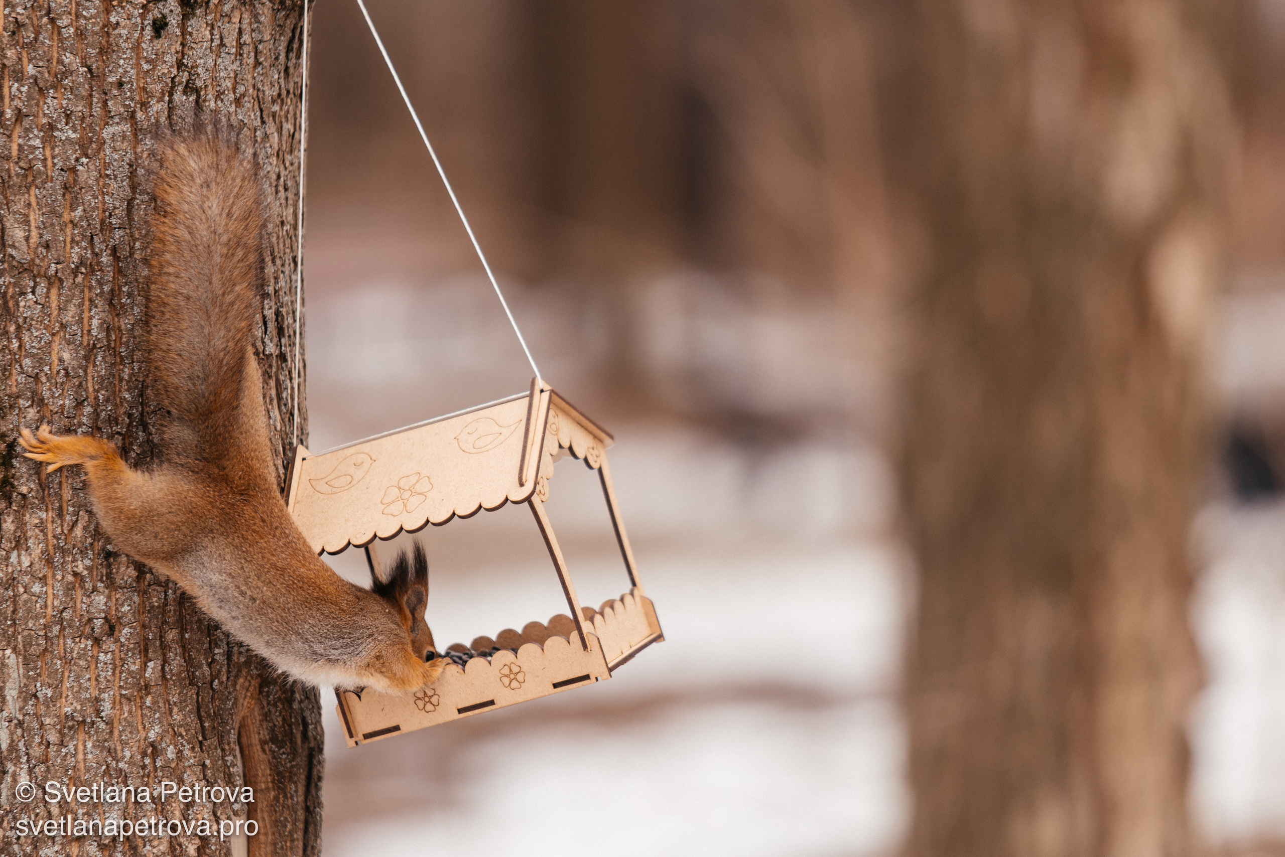 Белочки. Весна 2026. Фотограф Светлана Петрова