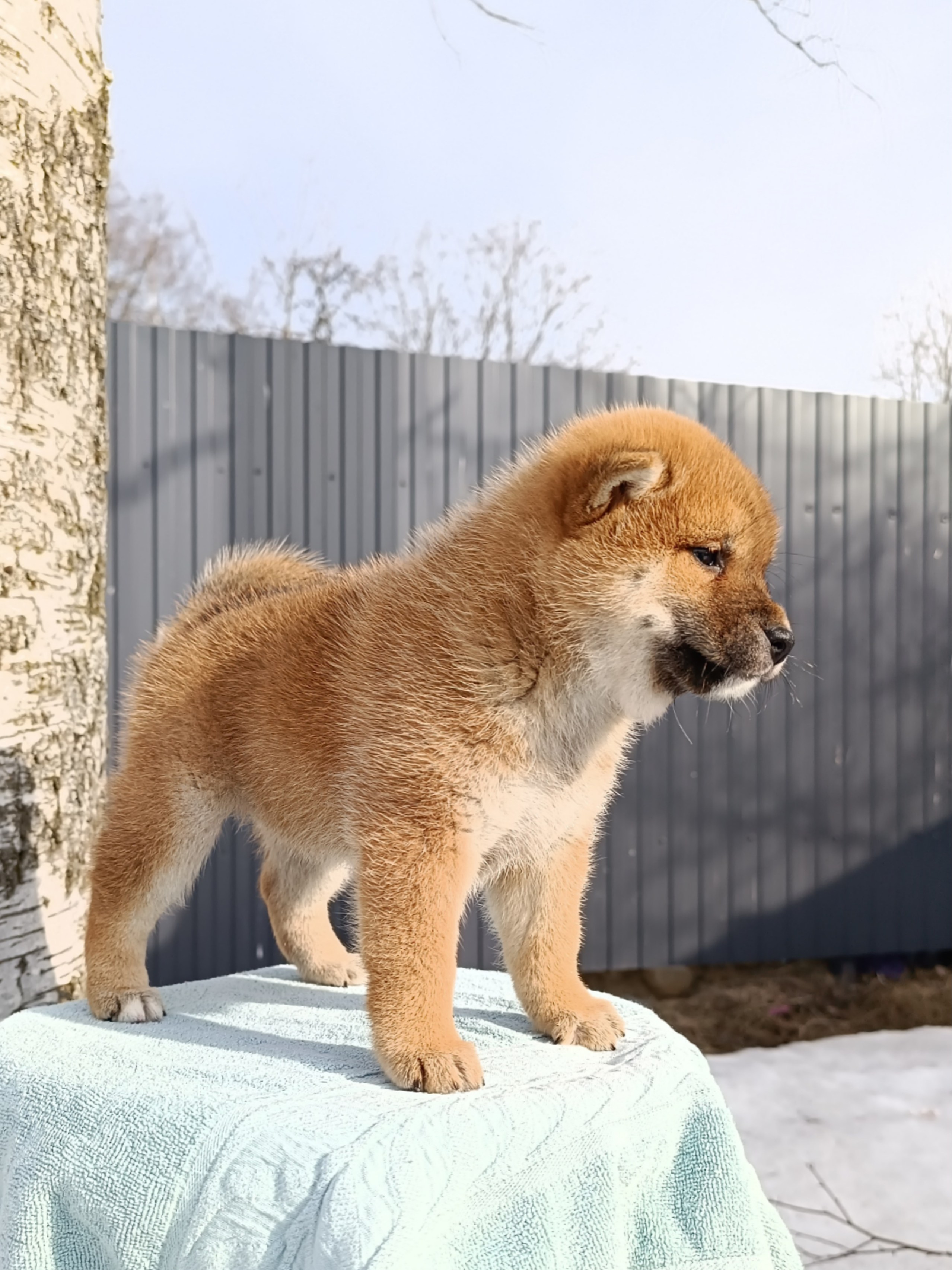 Сиба Rubylight Ellis питомник Рубилайт 