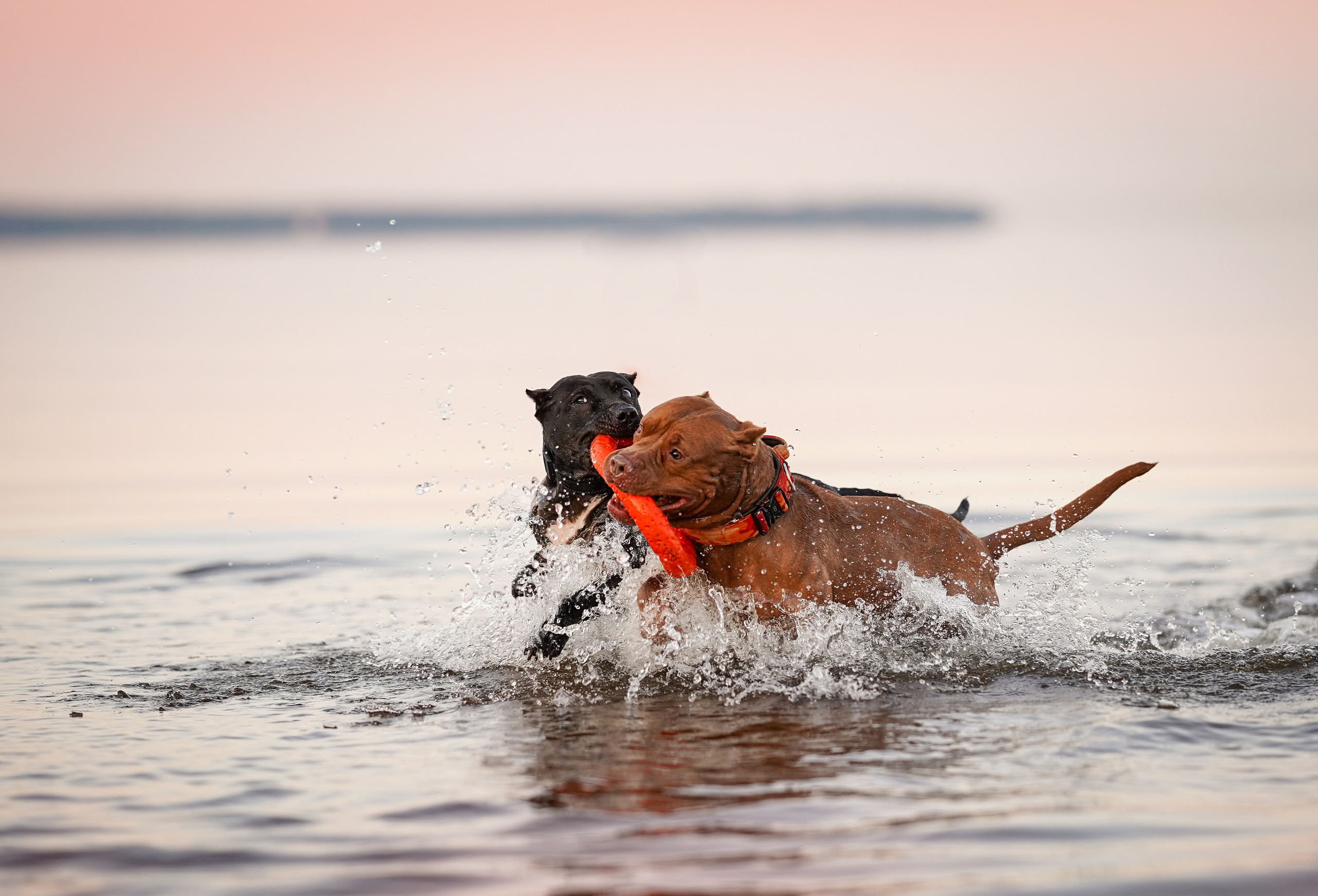 Татьяна Изи и Джем. Фотограф-анималист в Санкт-Петербурге Яна Мартынова