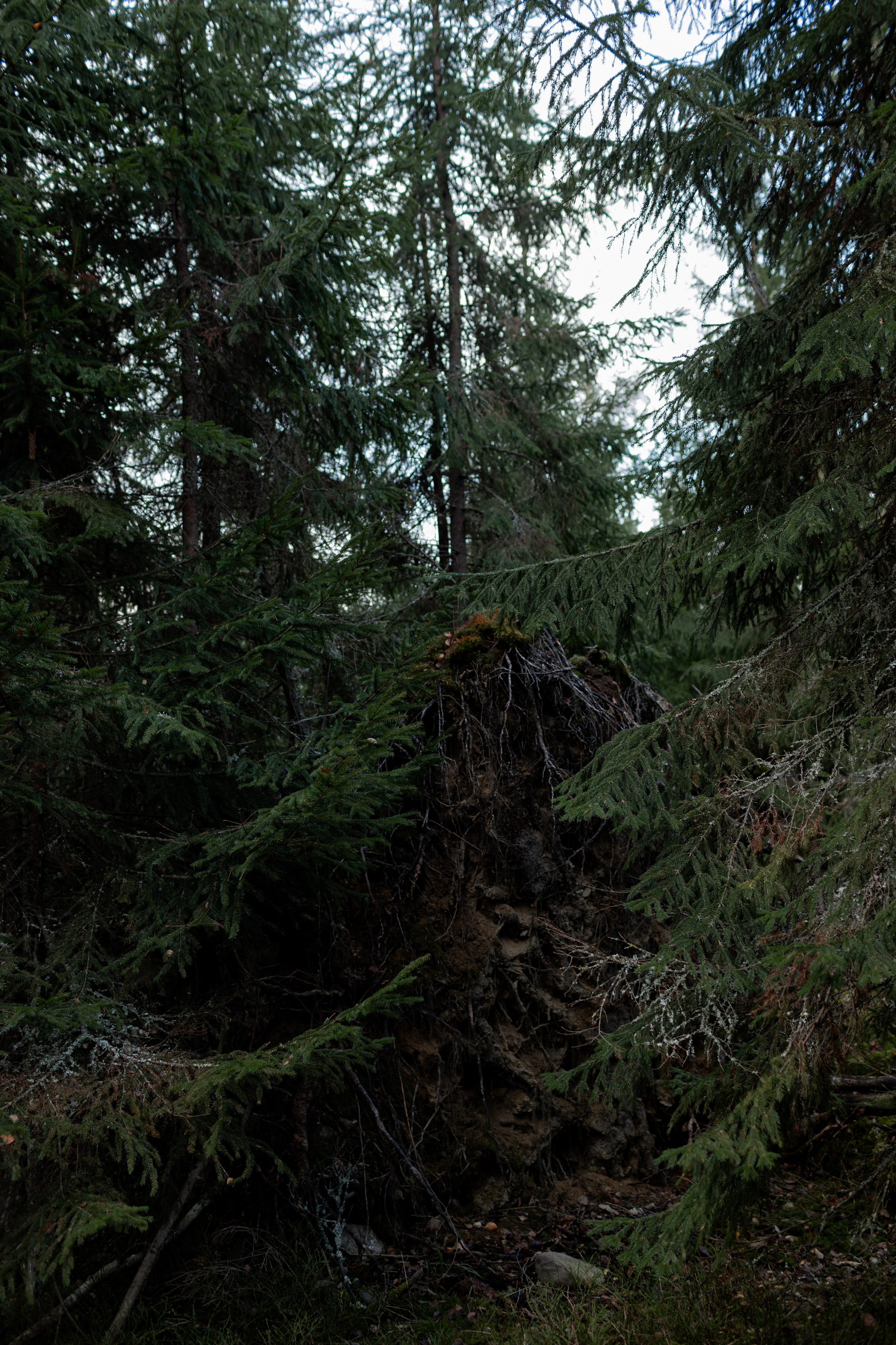 Съемка для глемпинг-отеля Хюгге Кэмп. Природа. Саша Кушнерова Фотографии. Sasha Kushnerova Photos