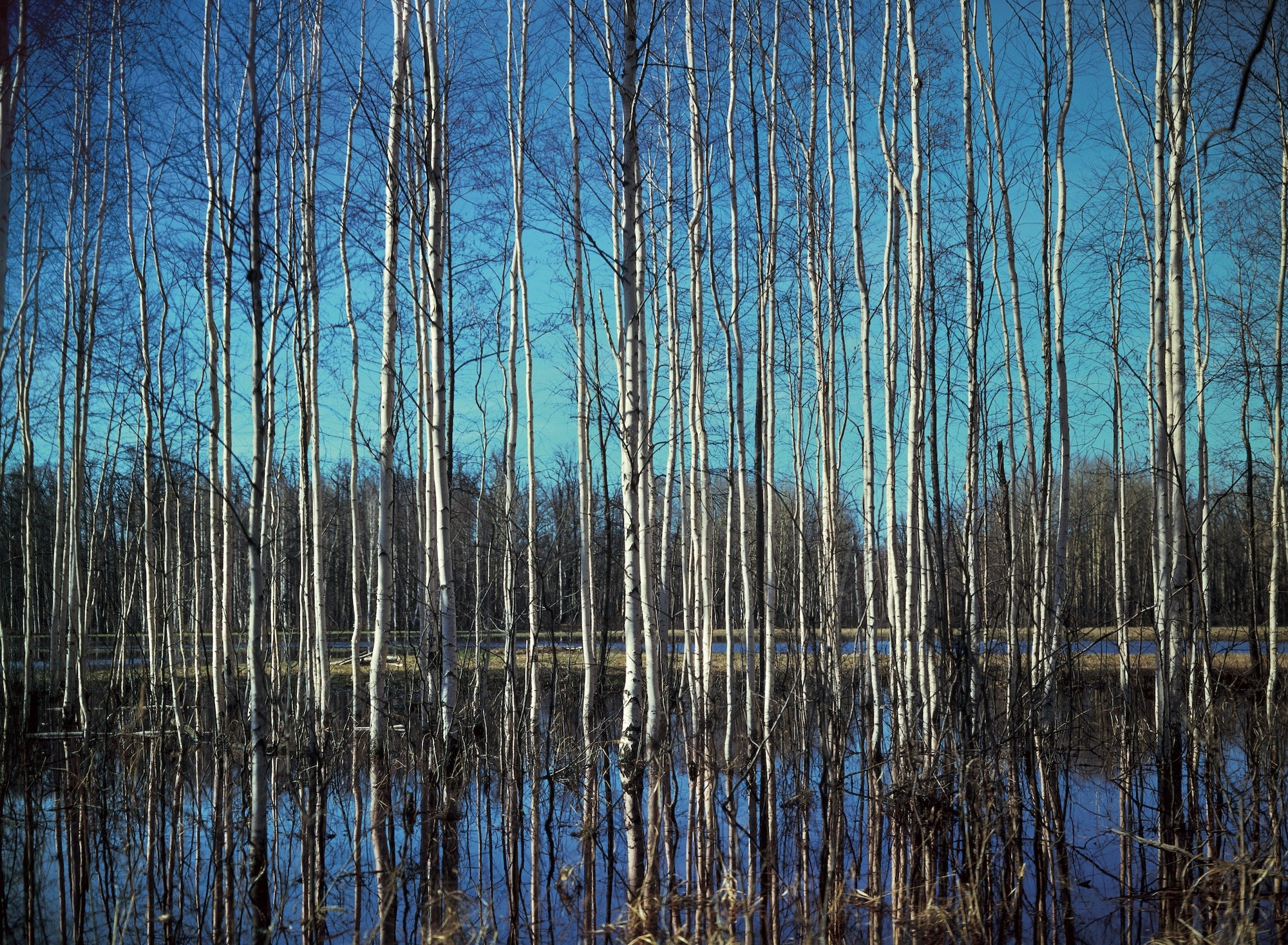 Весна. ВАДИМ ГИППЕНРЕЙТЕР — ВЕЛИКИЙ ФОТОГРАФ ЗЕМЛИ РУССКОЙ