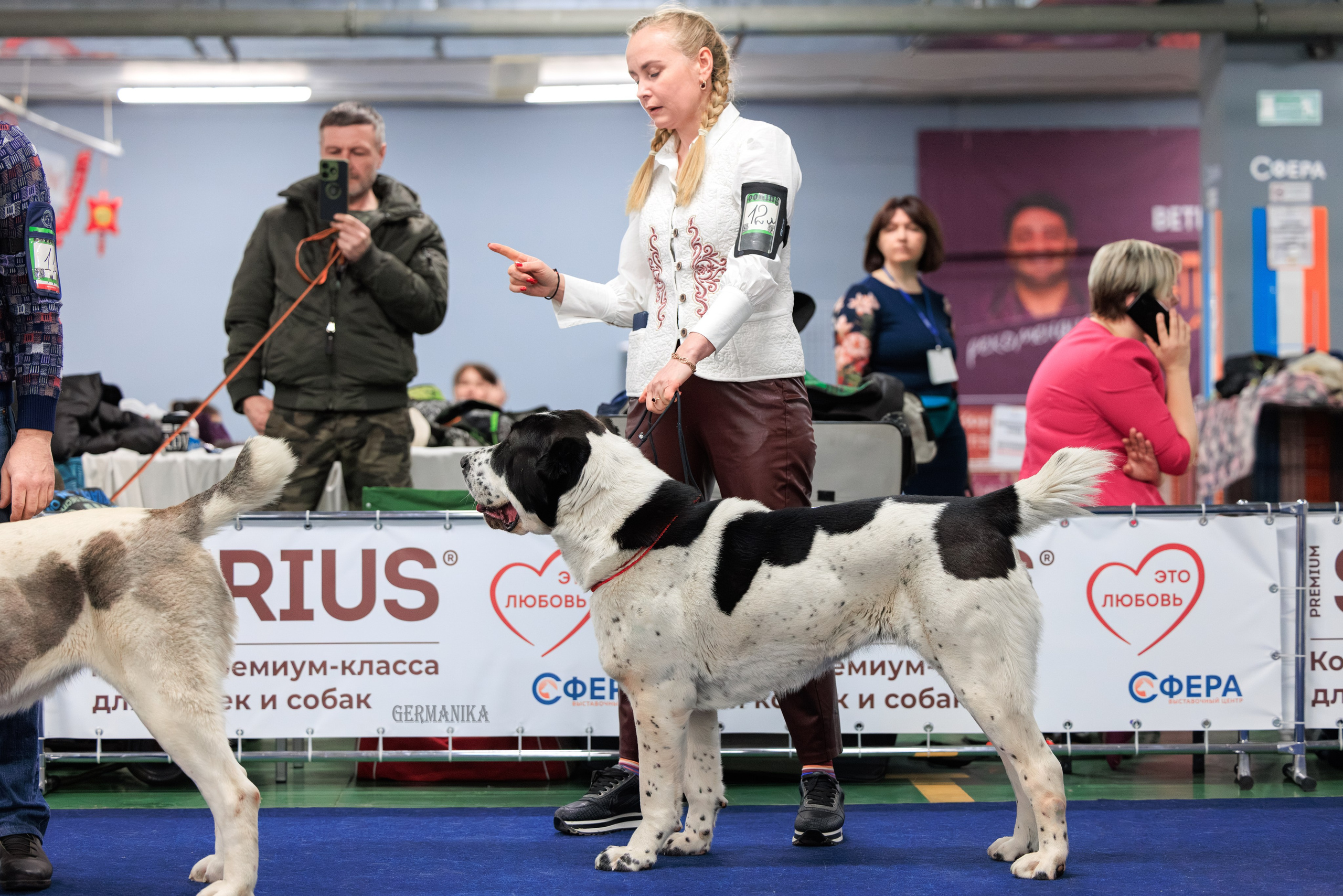 Сфера 08 и 10.03.2024 2хмоно ротвейлеров+2хмоно сао. Фотограф-анималист Юлия Германика