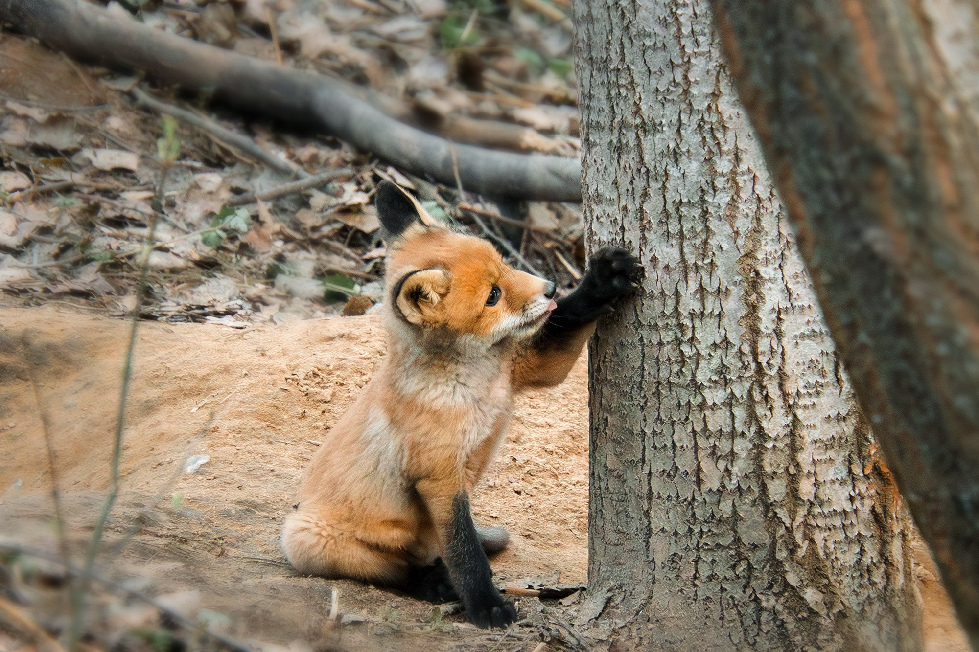 Животные. Ваш личный фотограф Марина Волкова