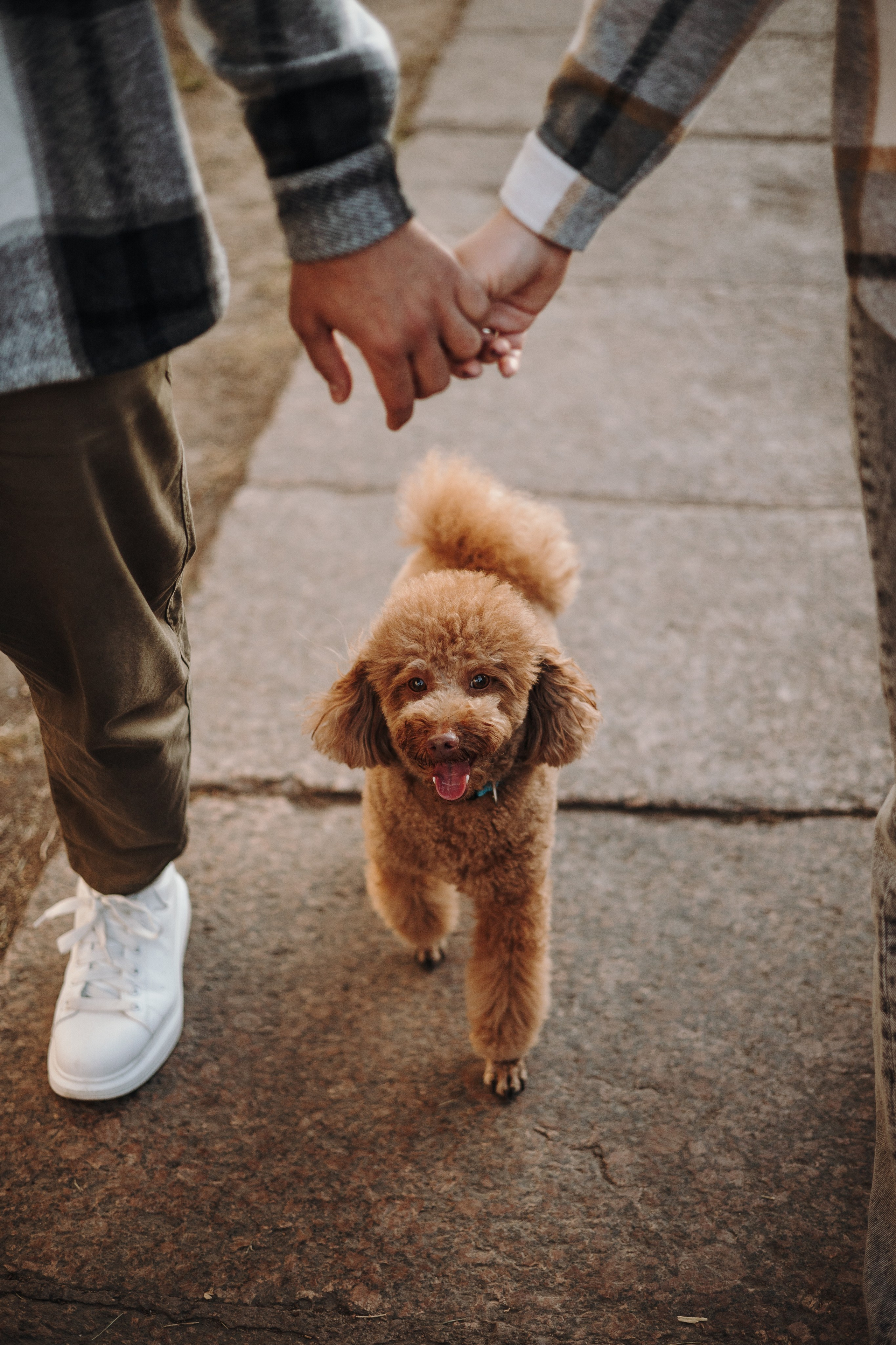 Барни и его семья. Фотограф — Анималист | Санкт-Петербург