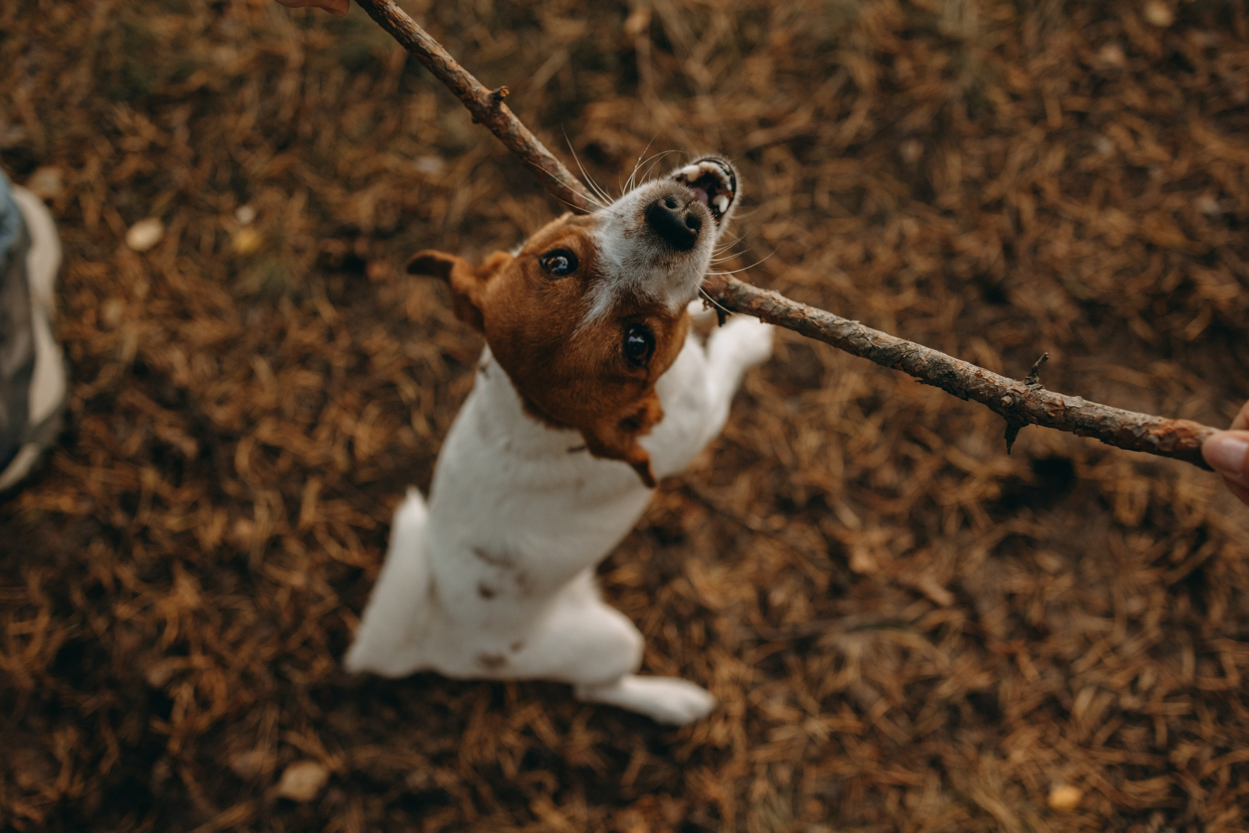 Лея и ее семья. Фотограф — Анималист | Санкт-Петербург