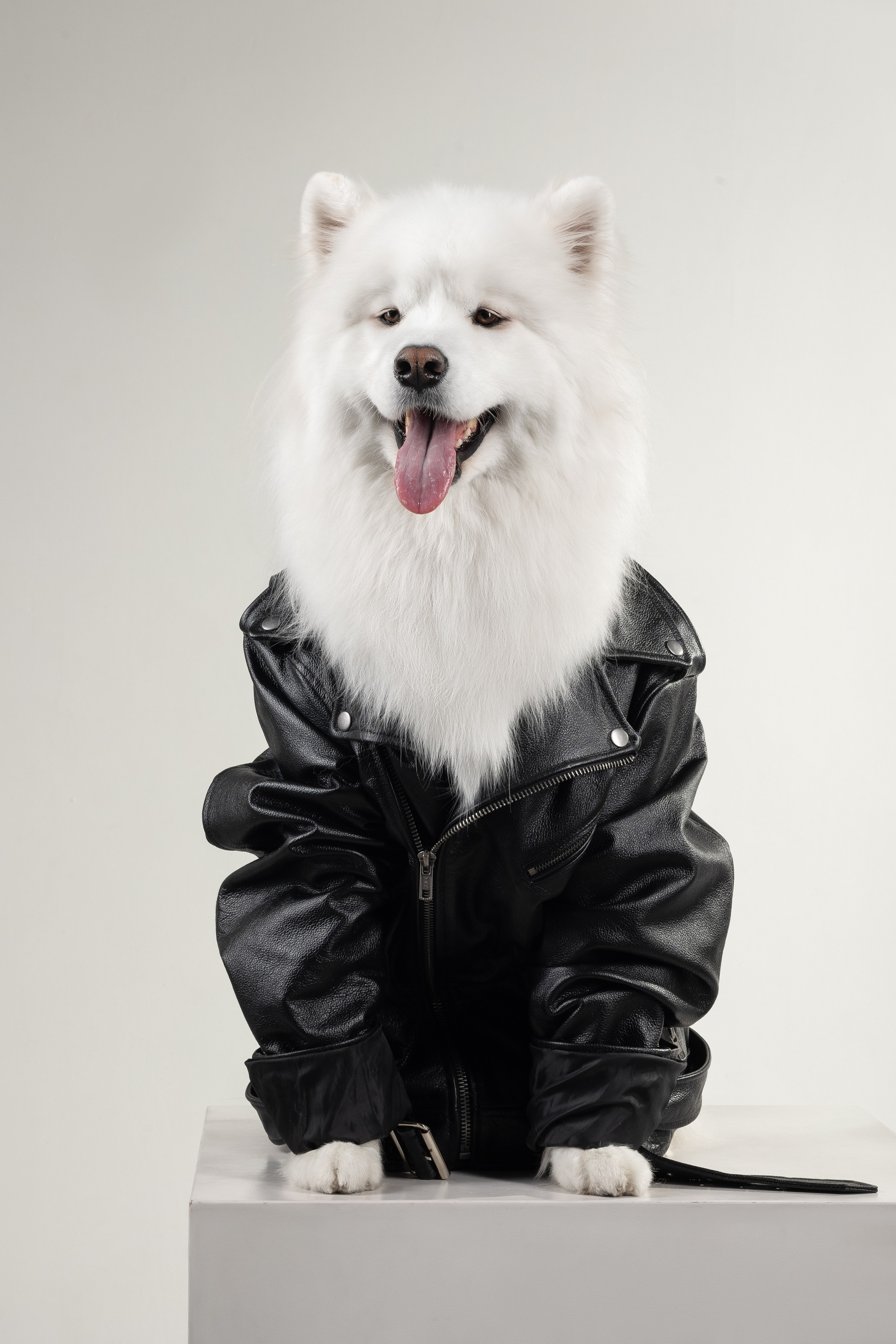 Самоеды в студии. Фотограф анималист в Москве Майорова Евгения