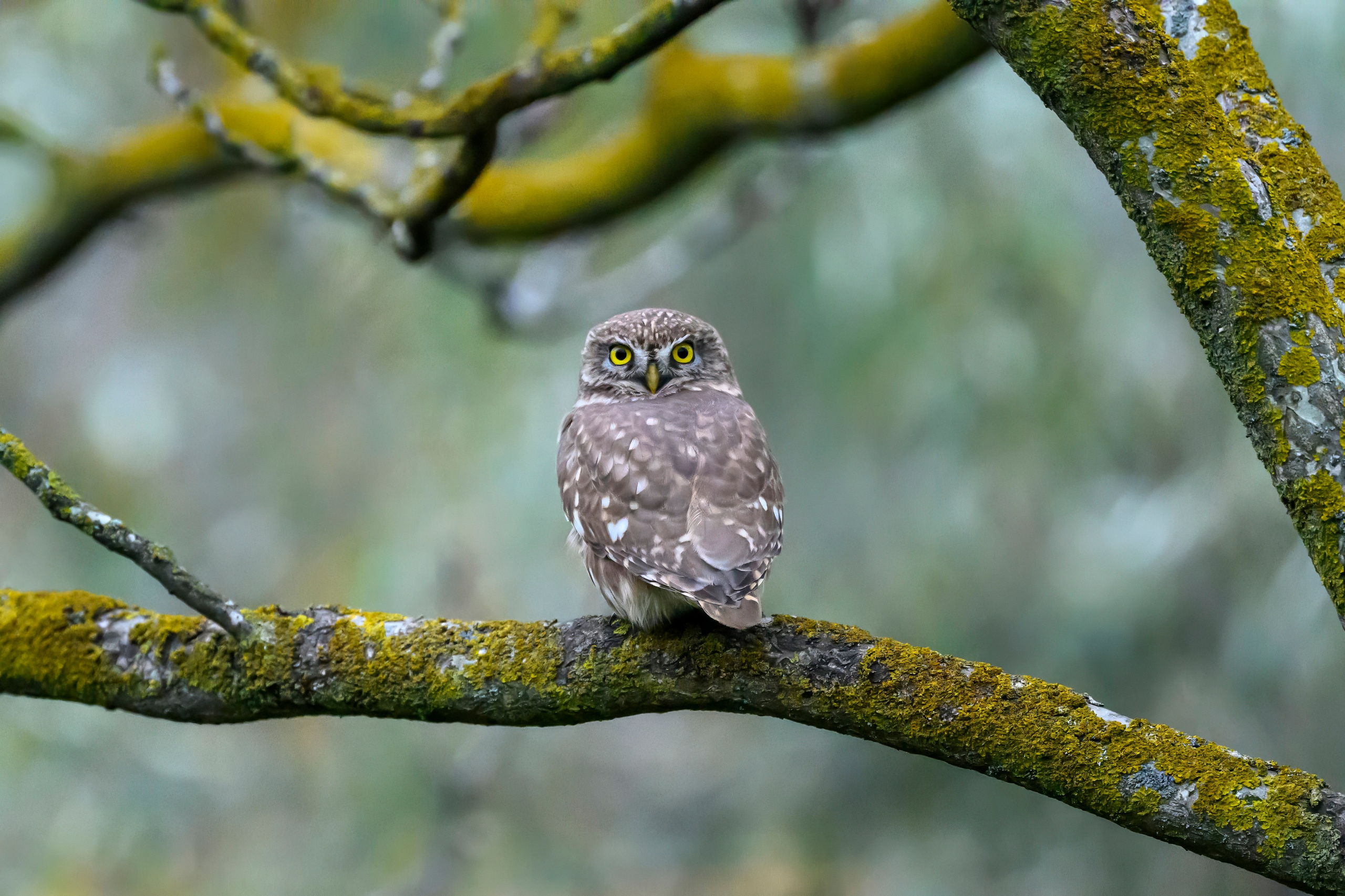Дагестан. Ноябрь 2025. Фотограф Сергей Пупонин