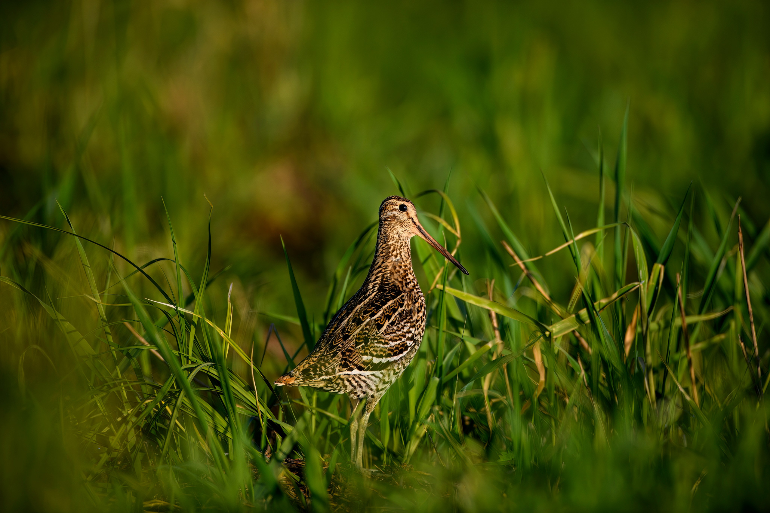На дупелином току. Фотограф Сергей Пупонин