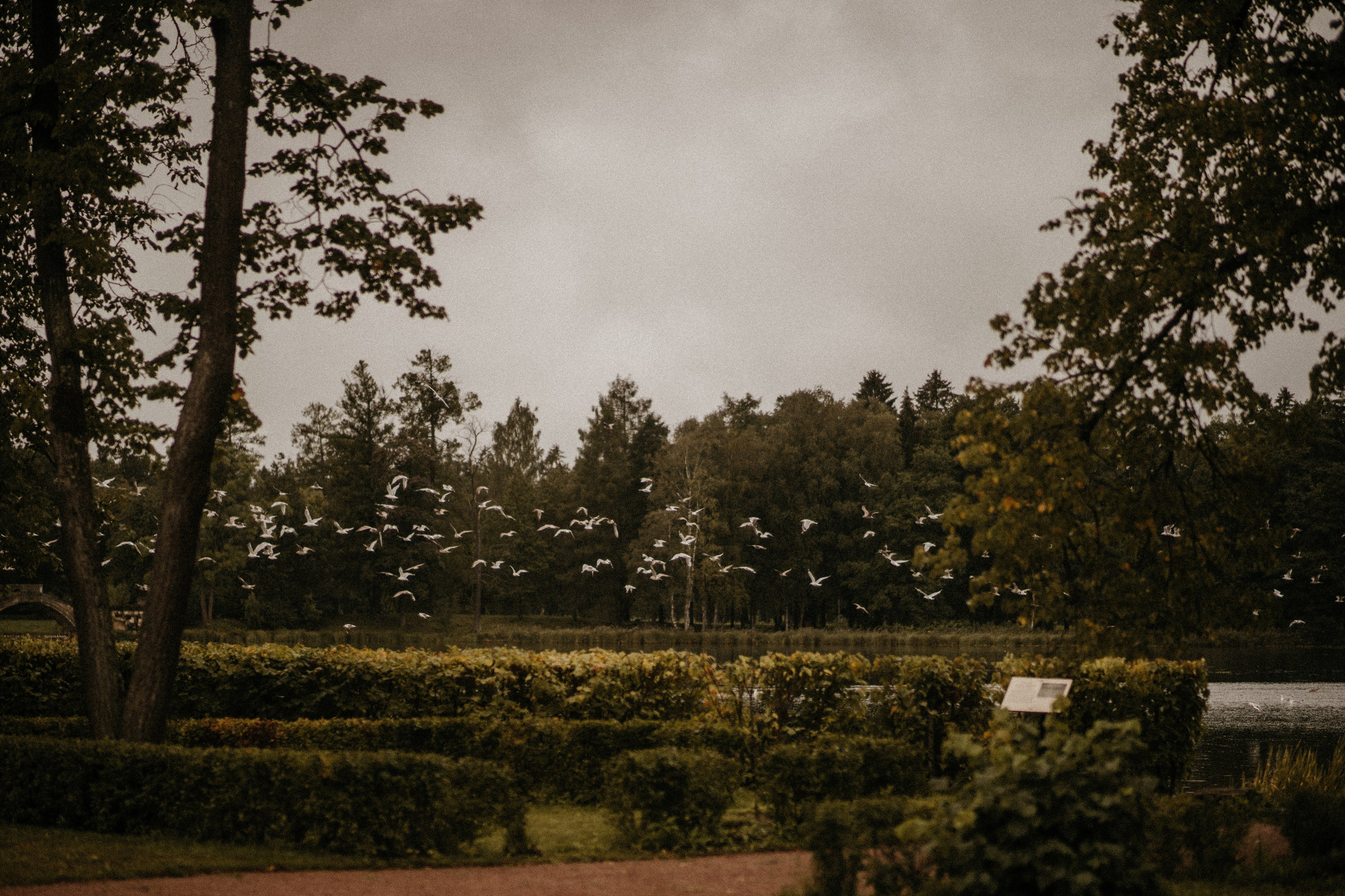 УТРО В ЛЕСУ. Миша Снимет | твой фотограф