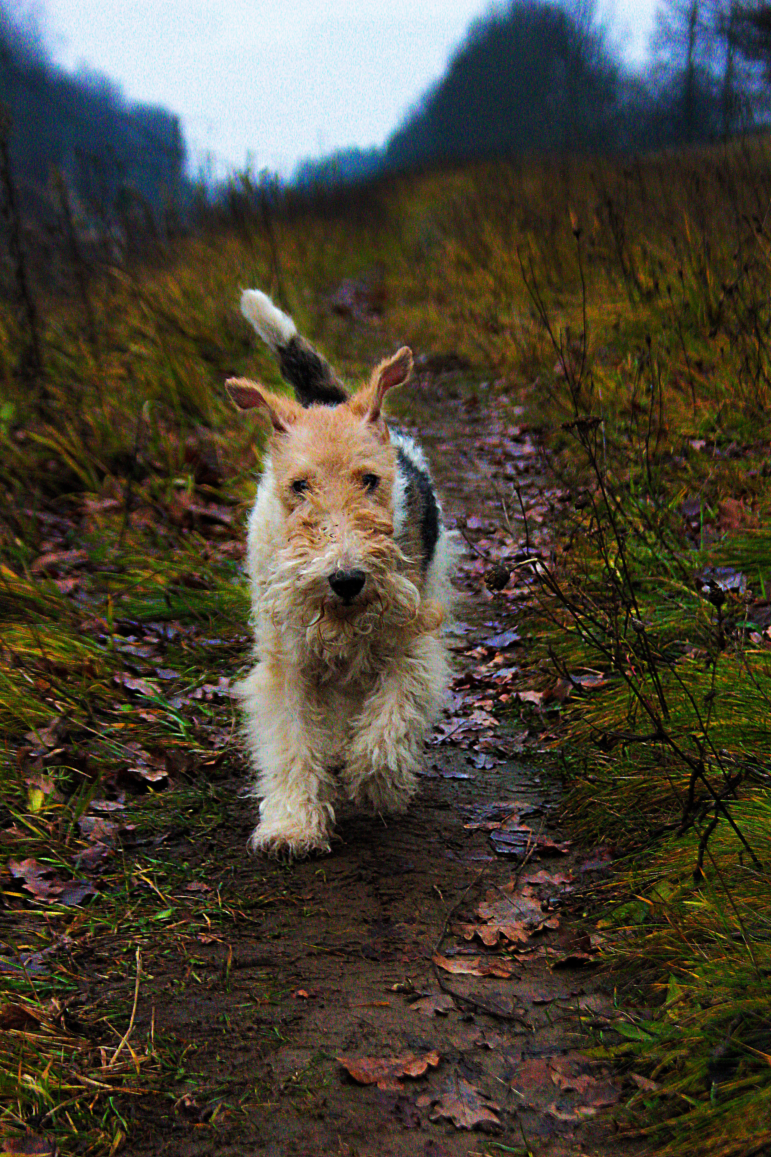 Животные. Обо всём