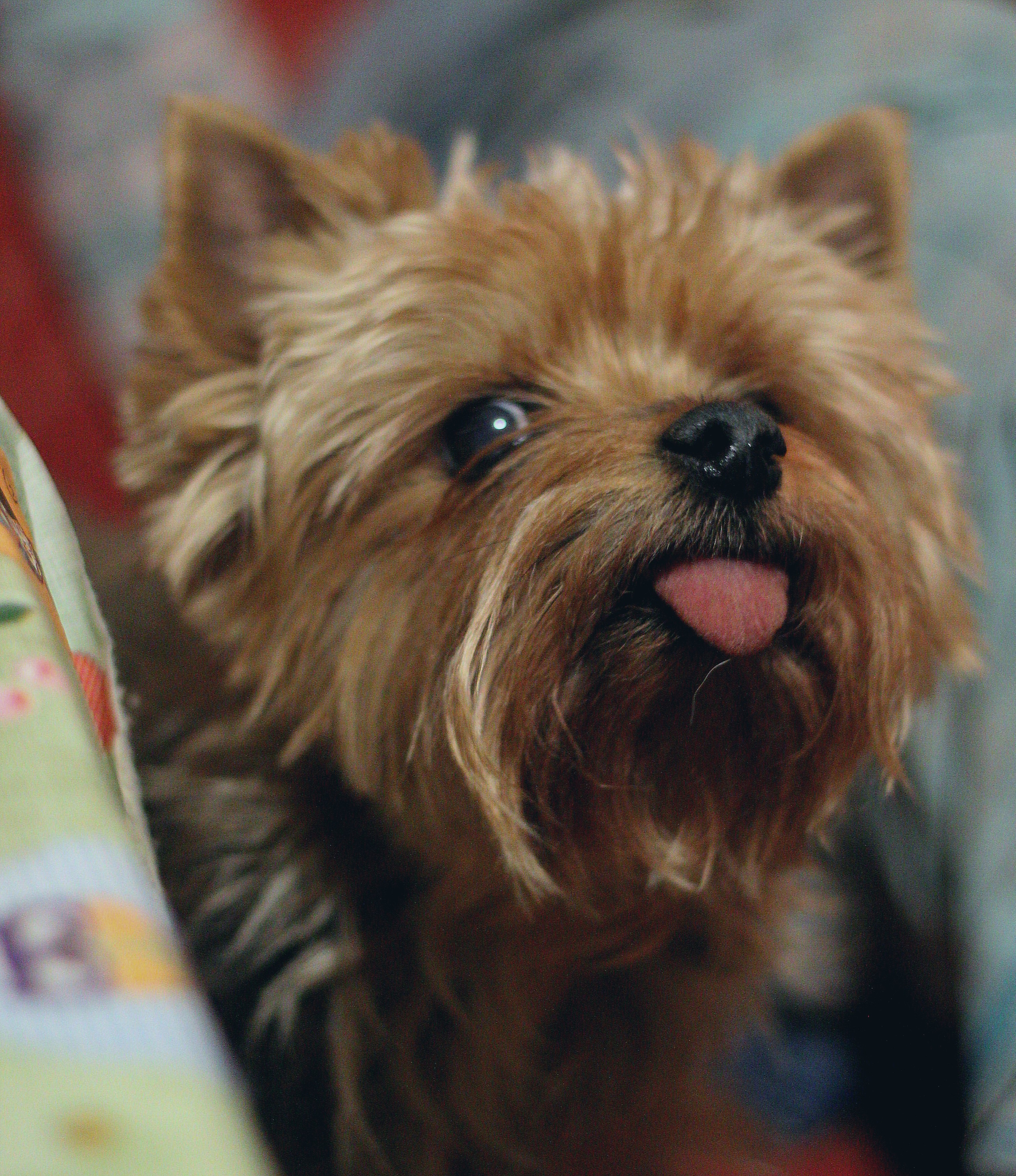 Животные. Обо всём