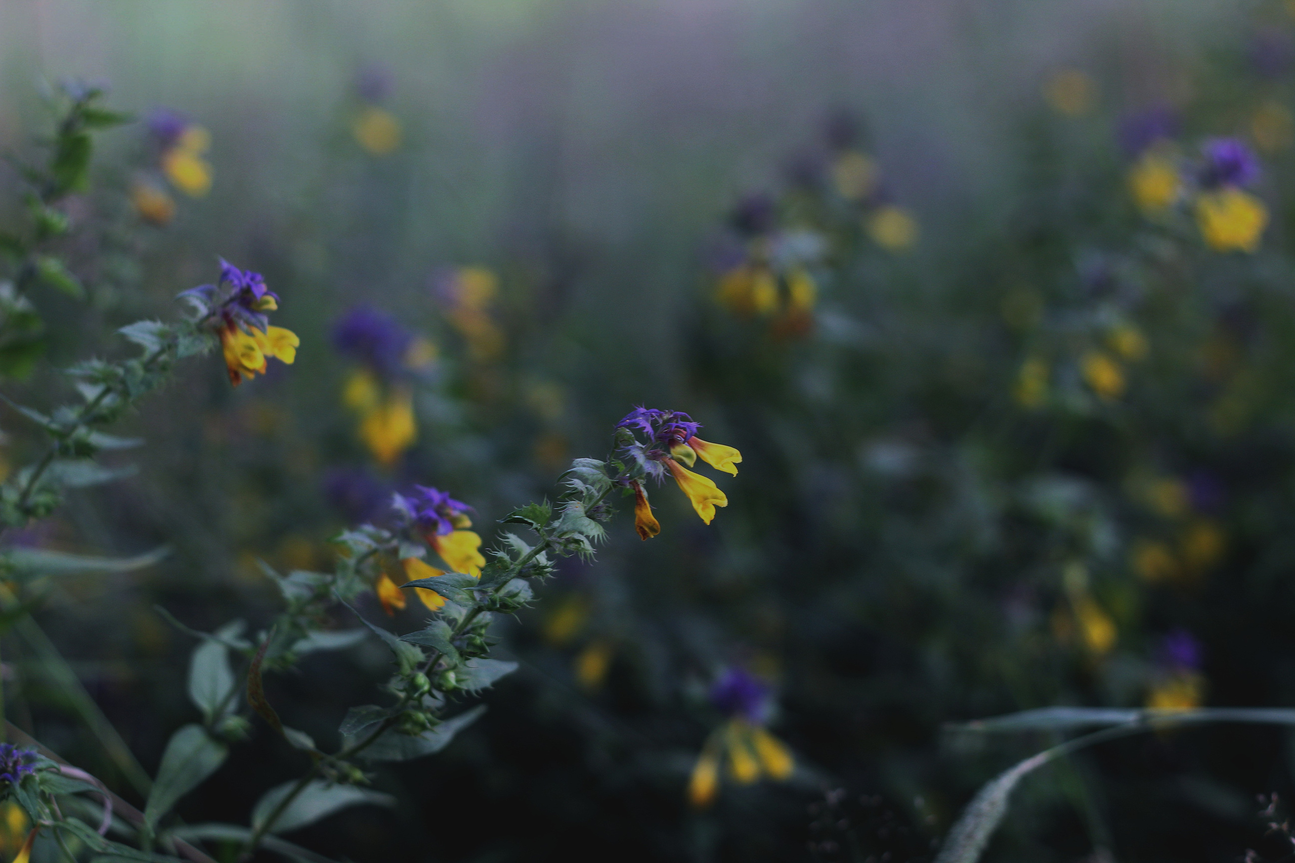 Природное. Обо всём