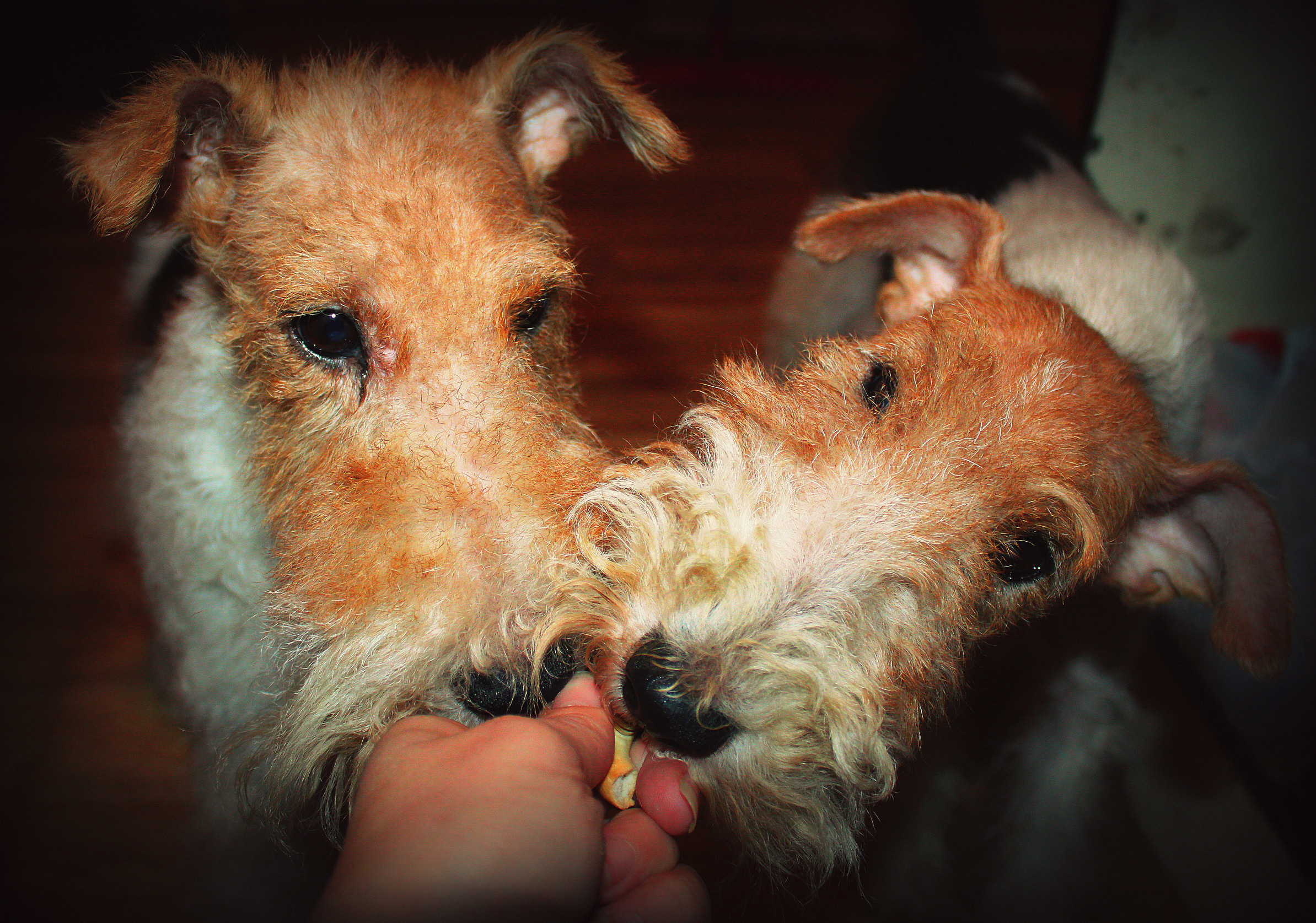 Животные. Обо всём