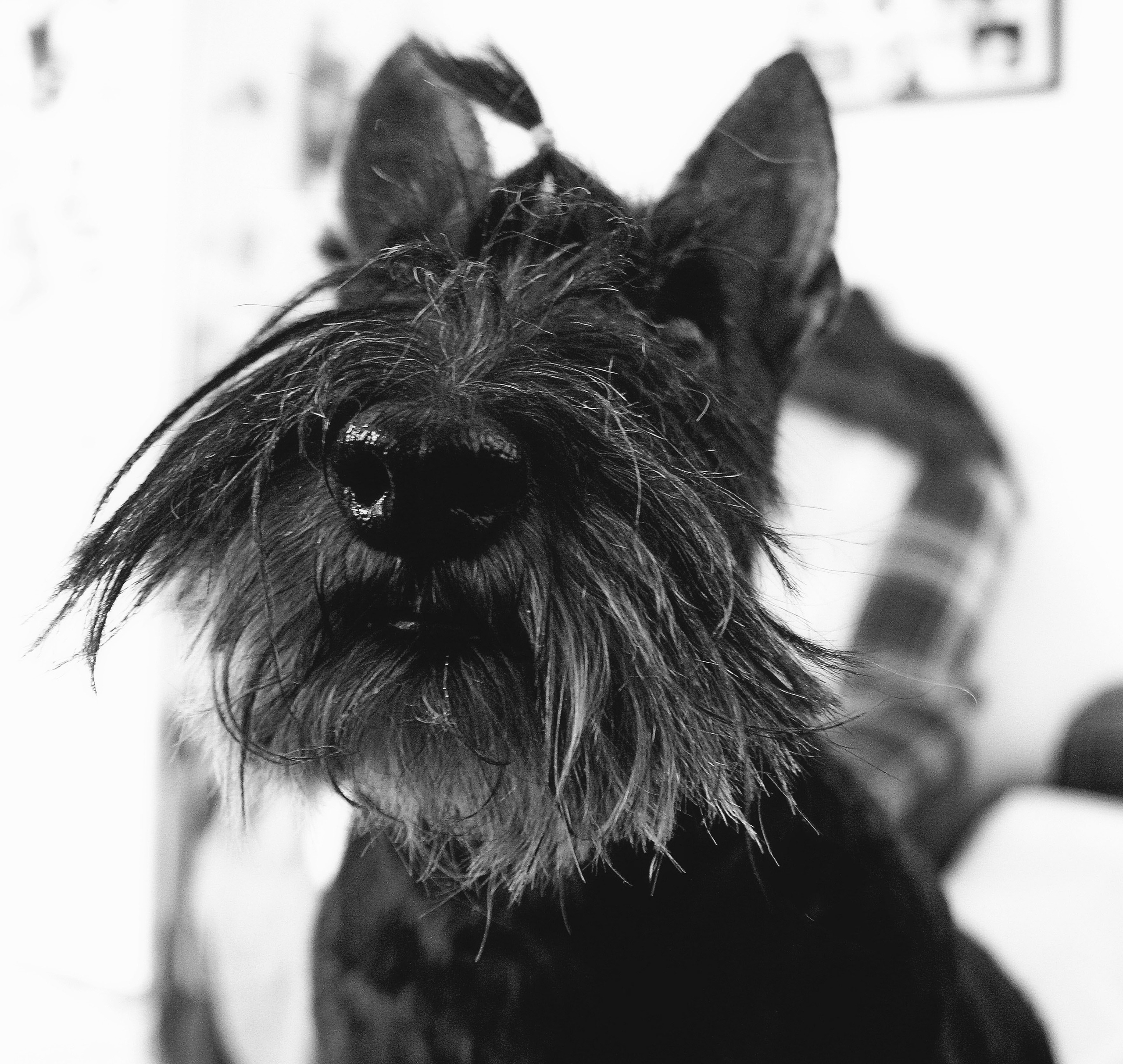 Чёрное белое. Обо всём