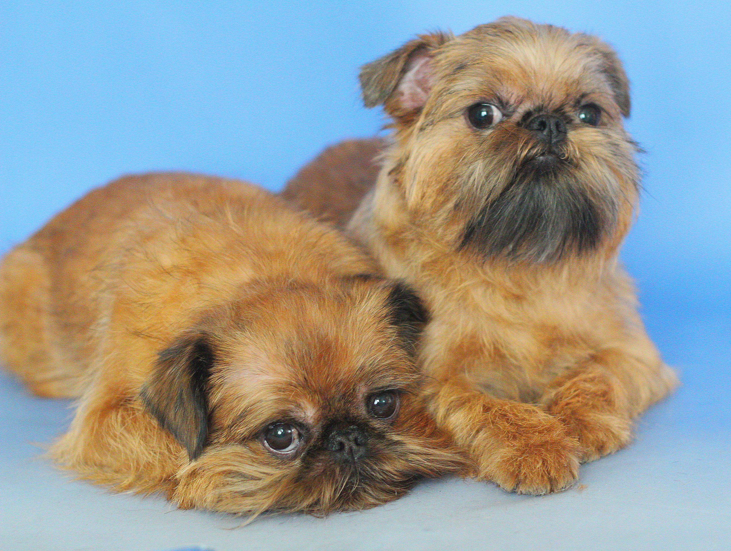 Животные. Обо всём