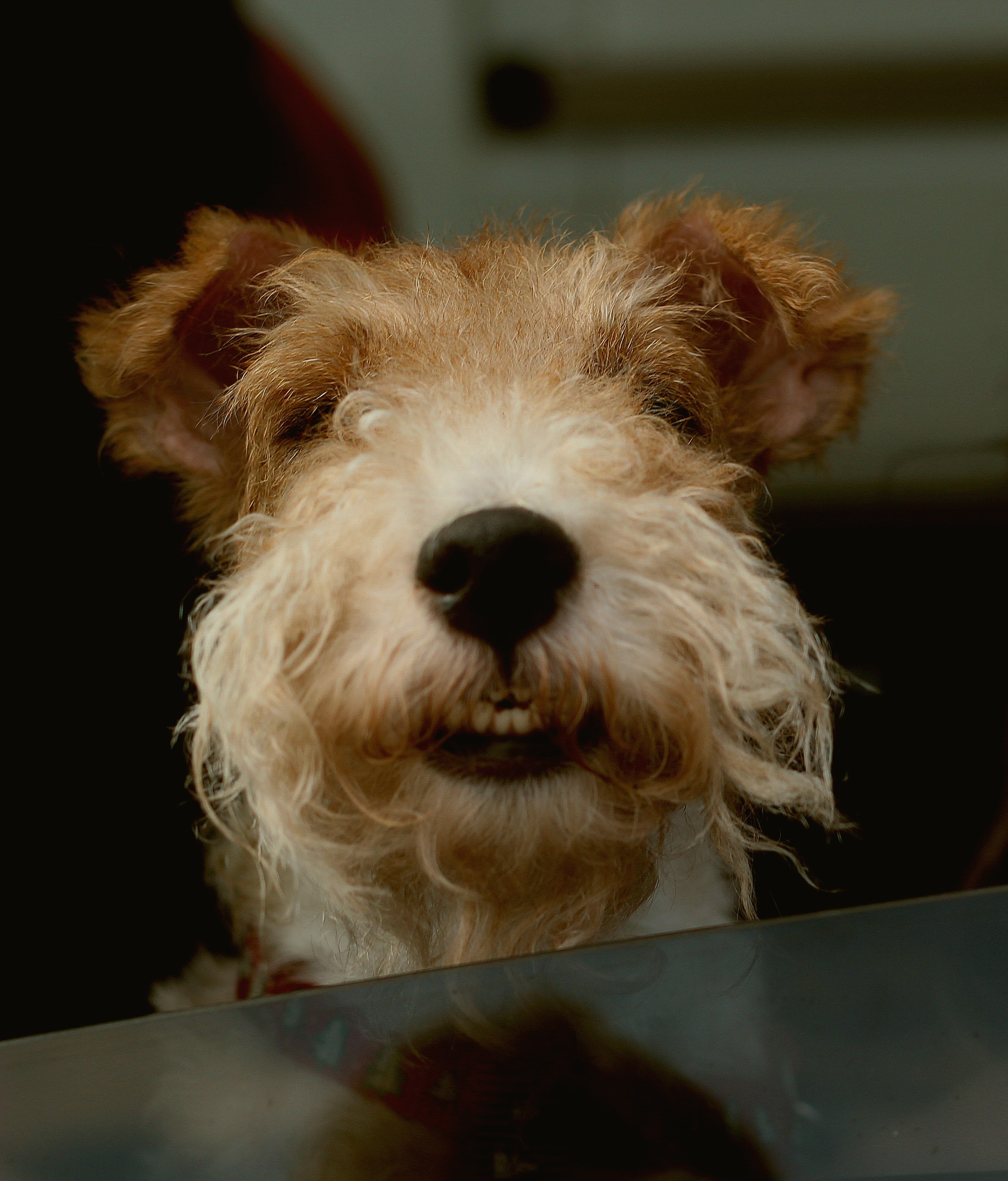 Животные. Обо всём