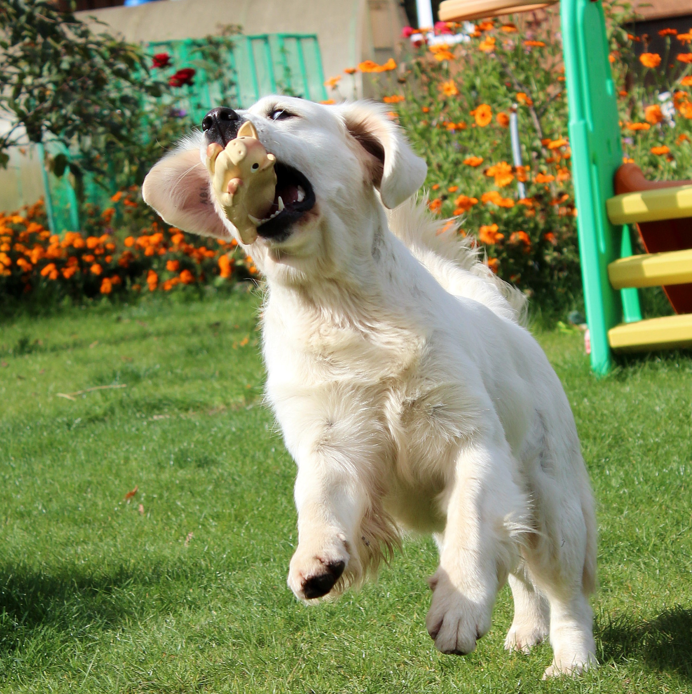 Животные. Обо всём