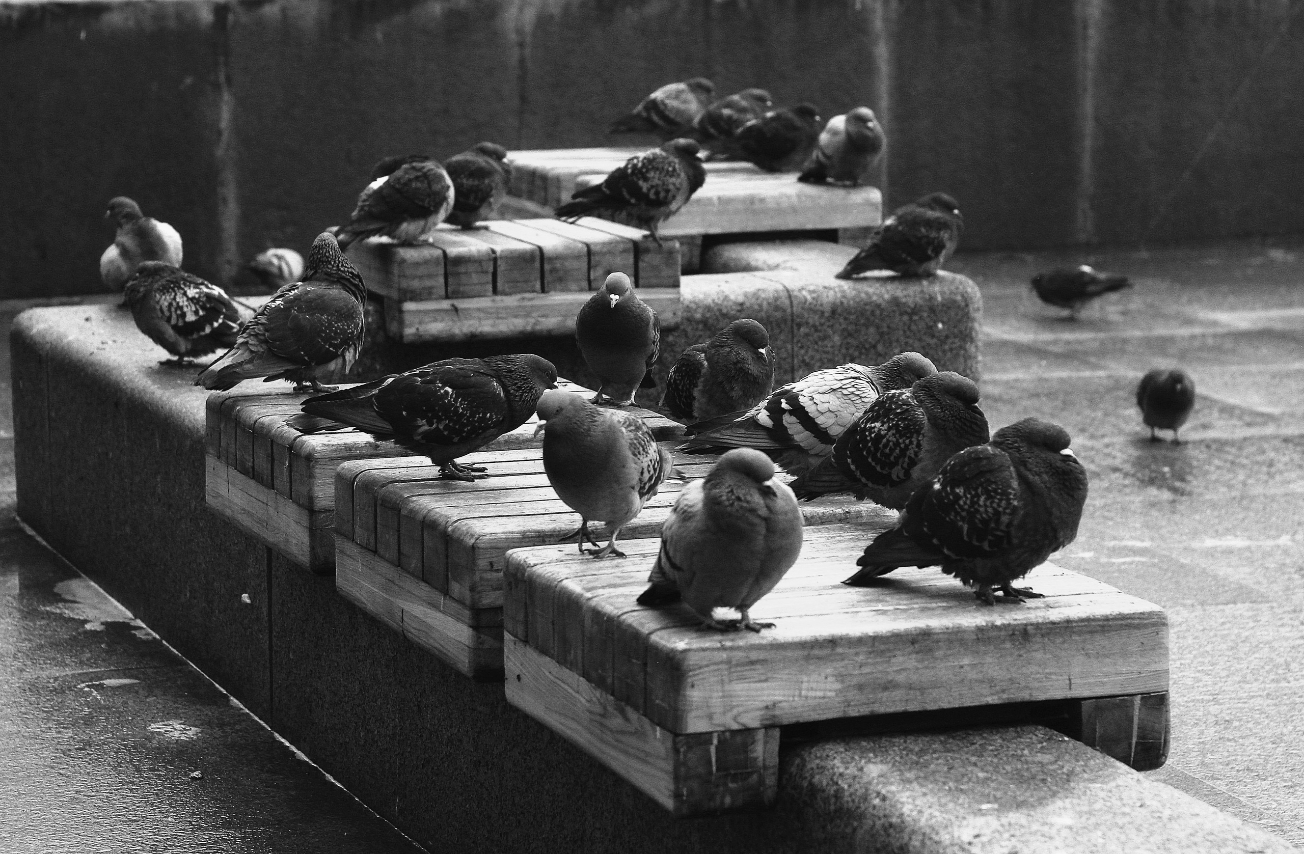 Чёрное белое. Обо всём