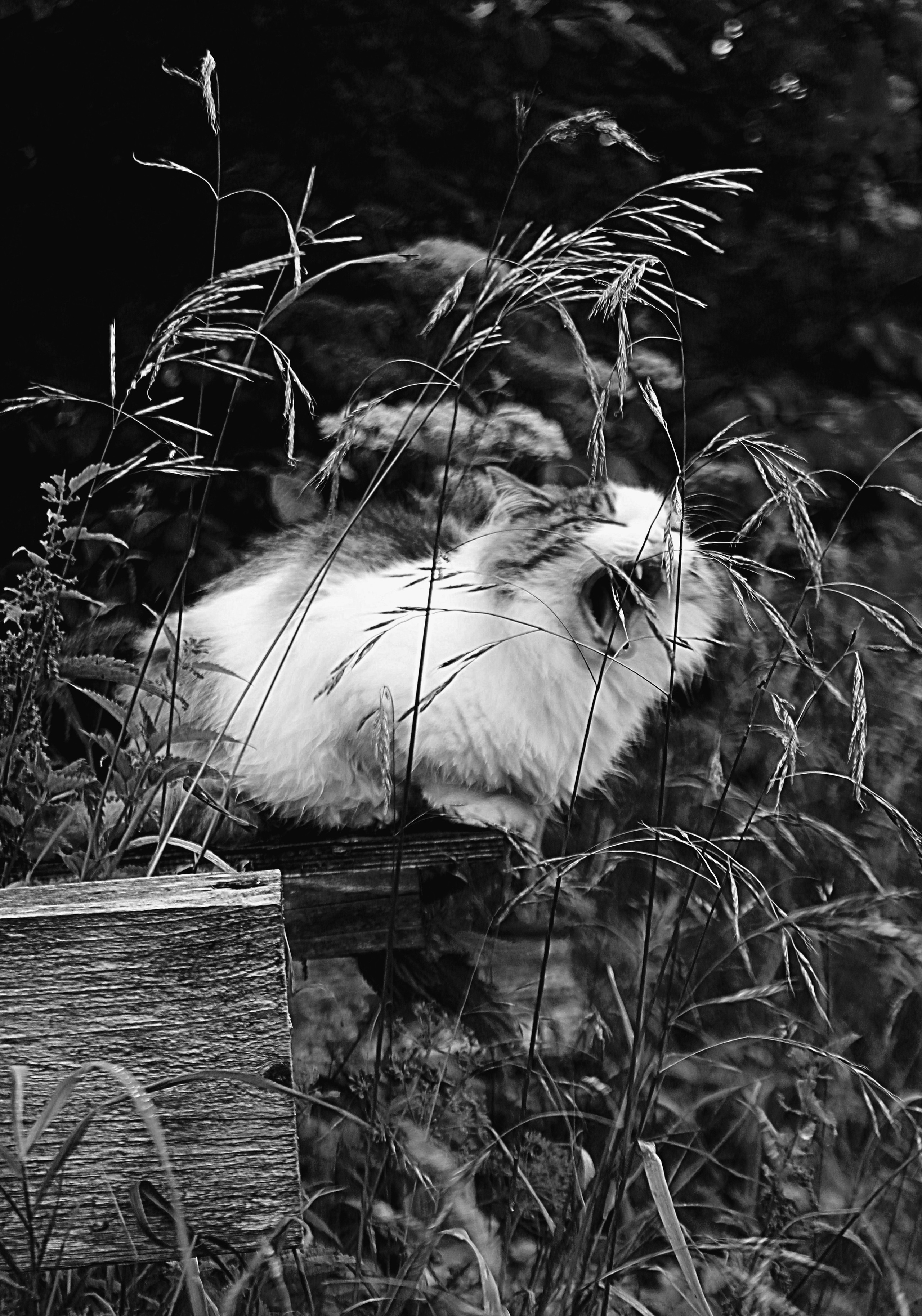 Животные. Обо всём