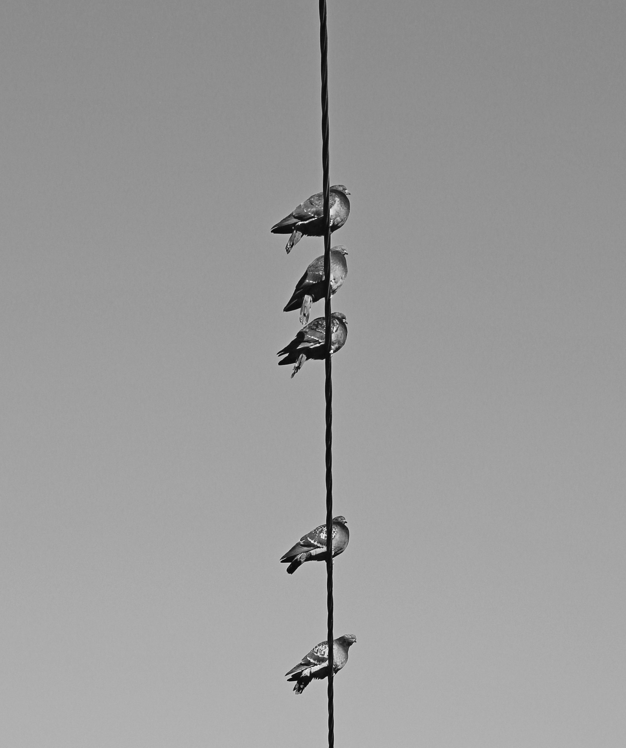 Чёрное белое. Обо всём