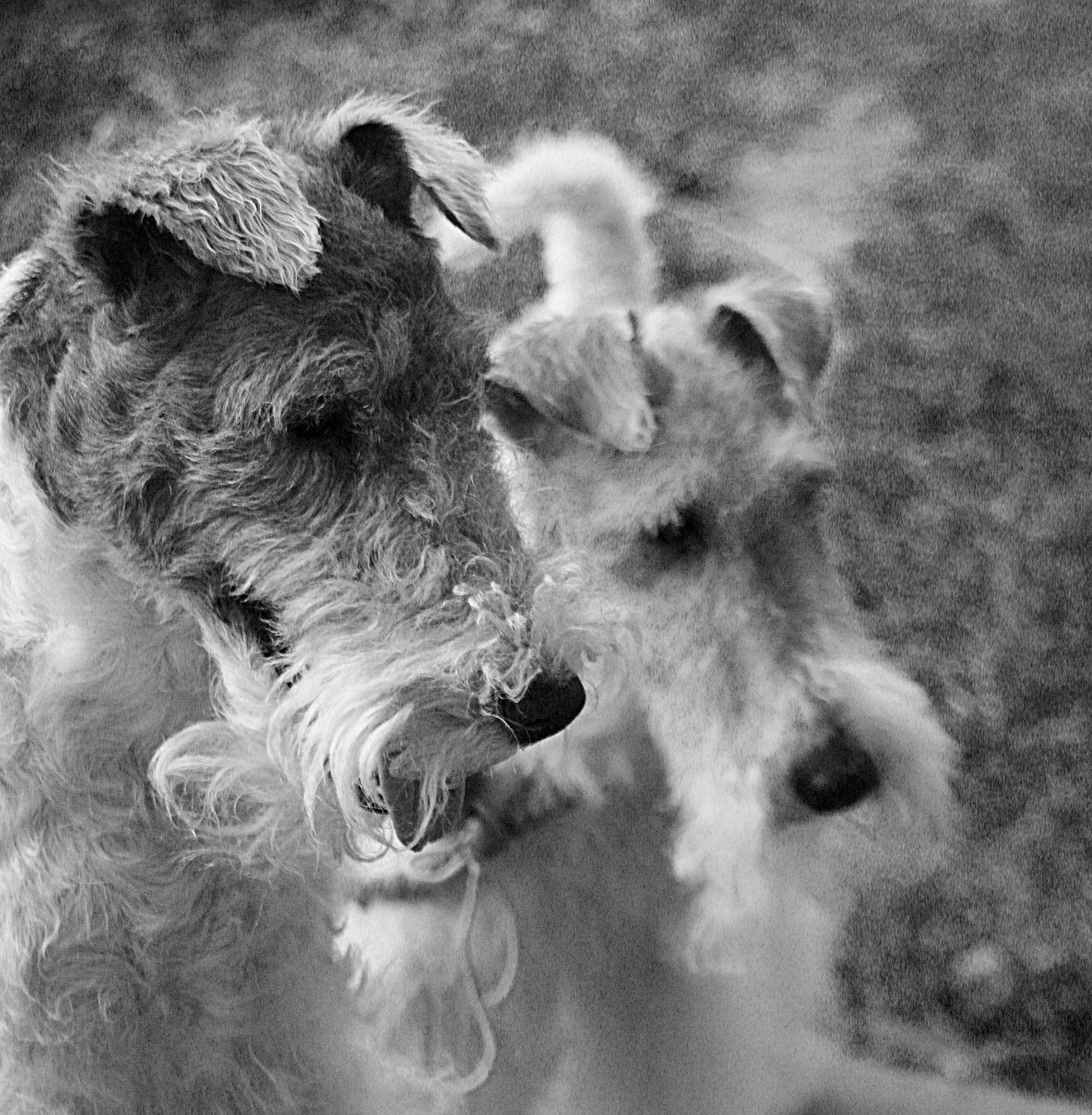 Животные. Обо всём