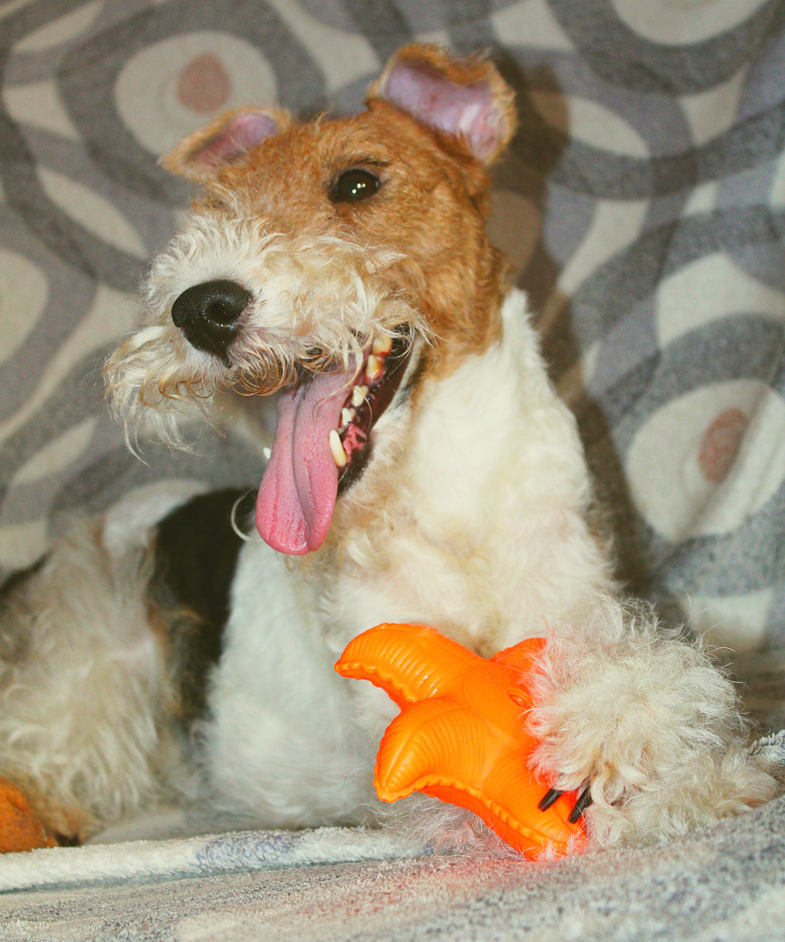 Животные. Обо всём