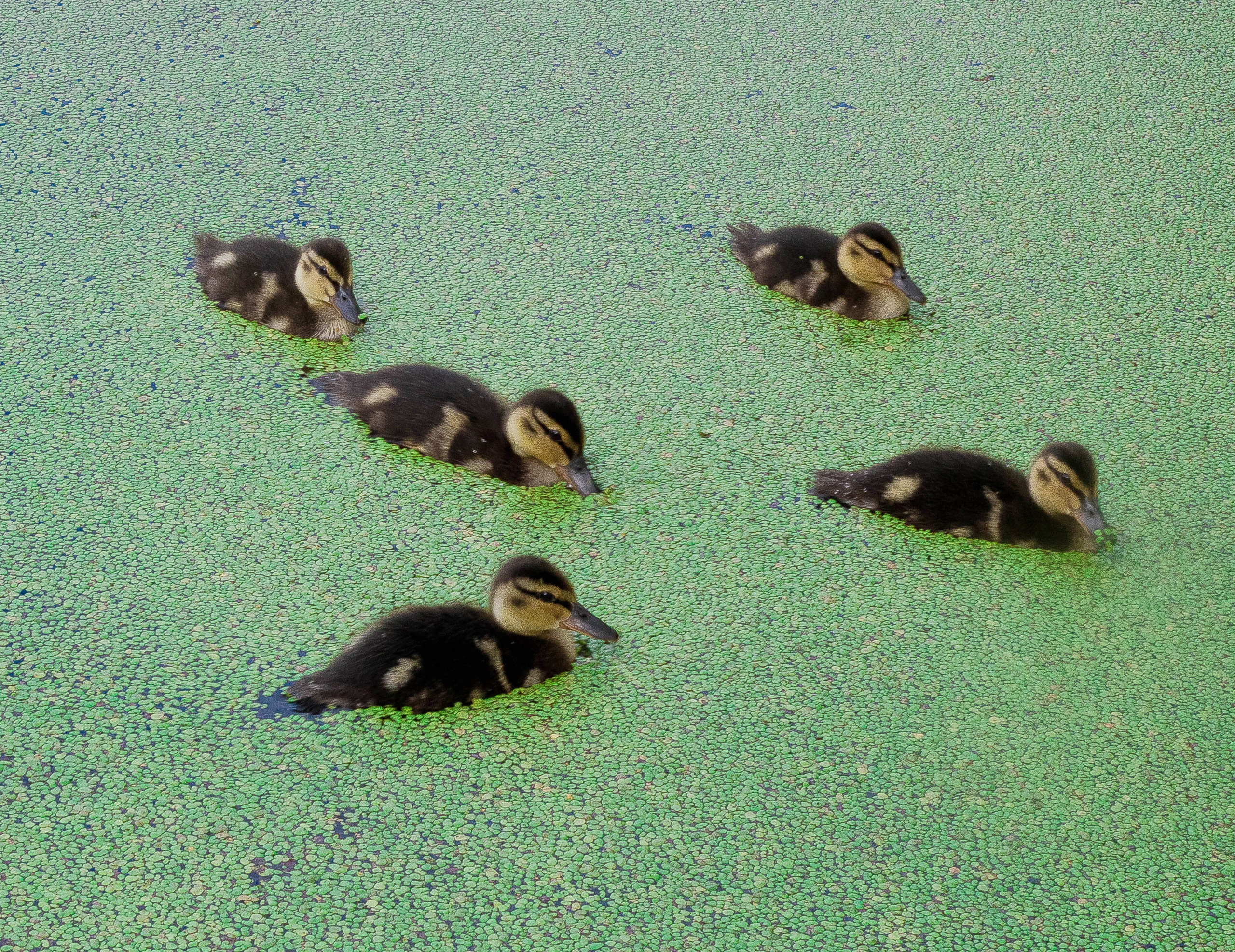 Животные. Обо всём