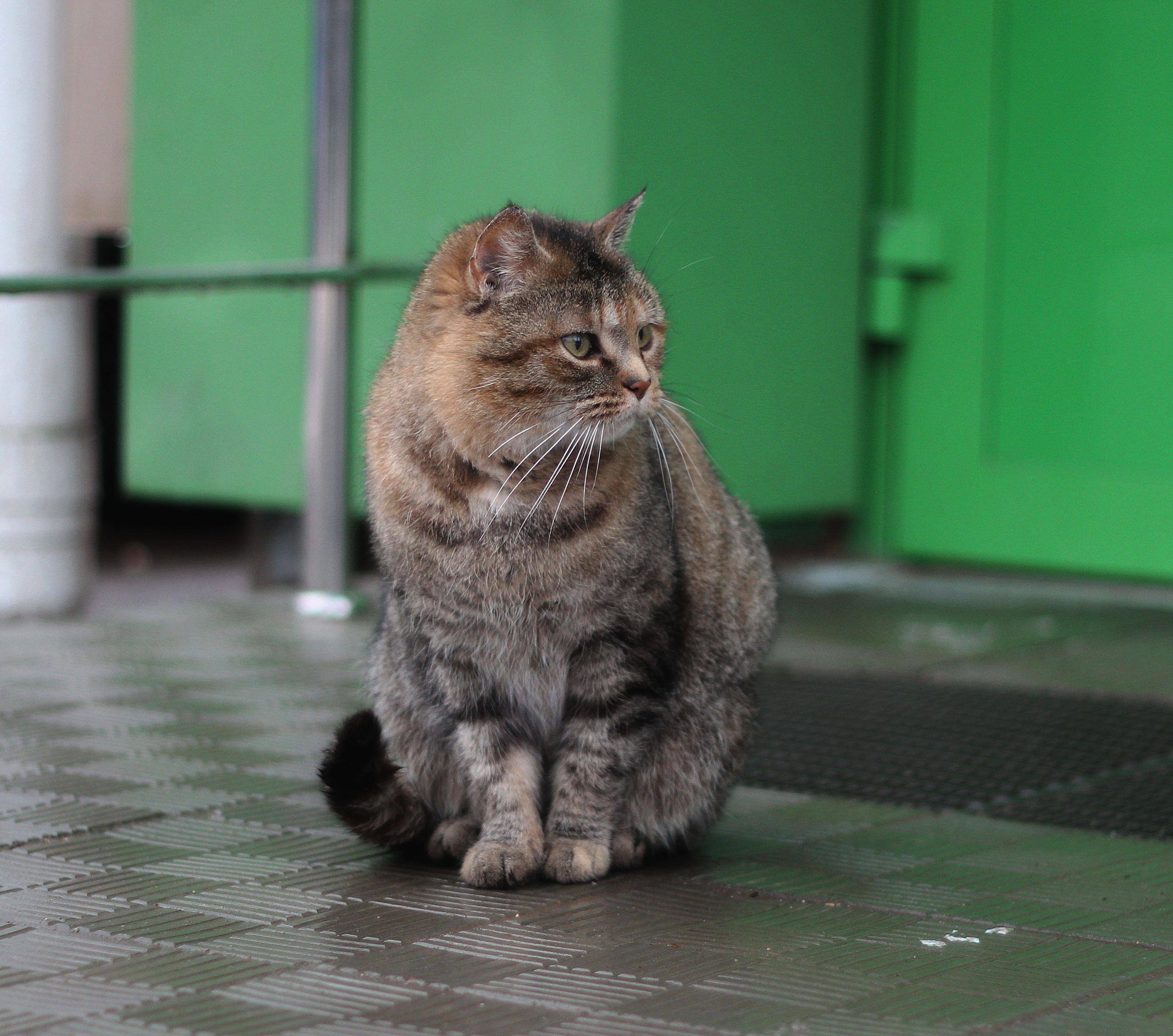 Животные. Обо всём