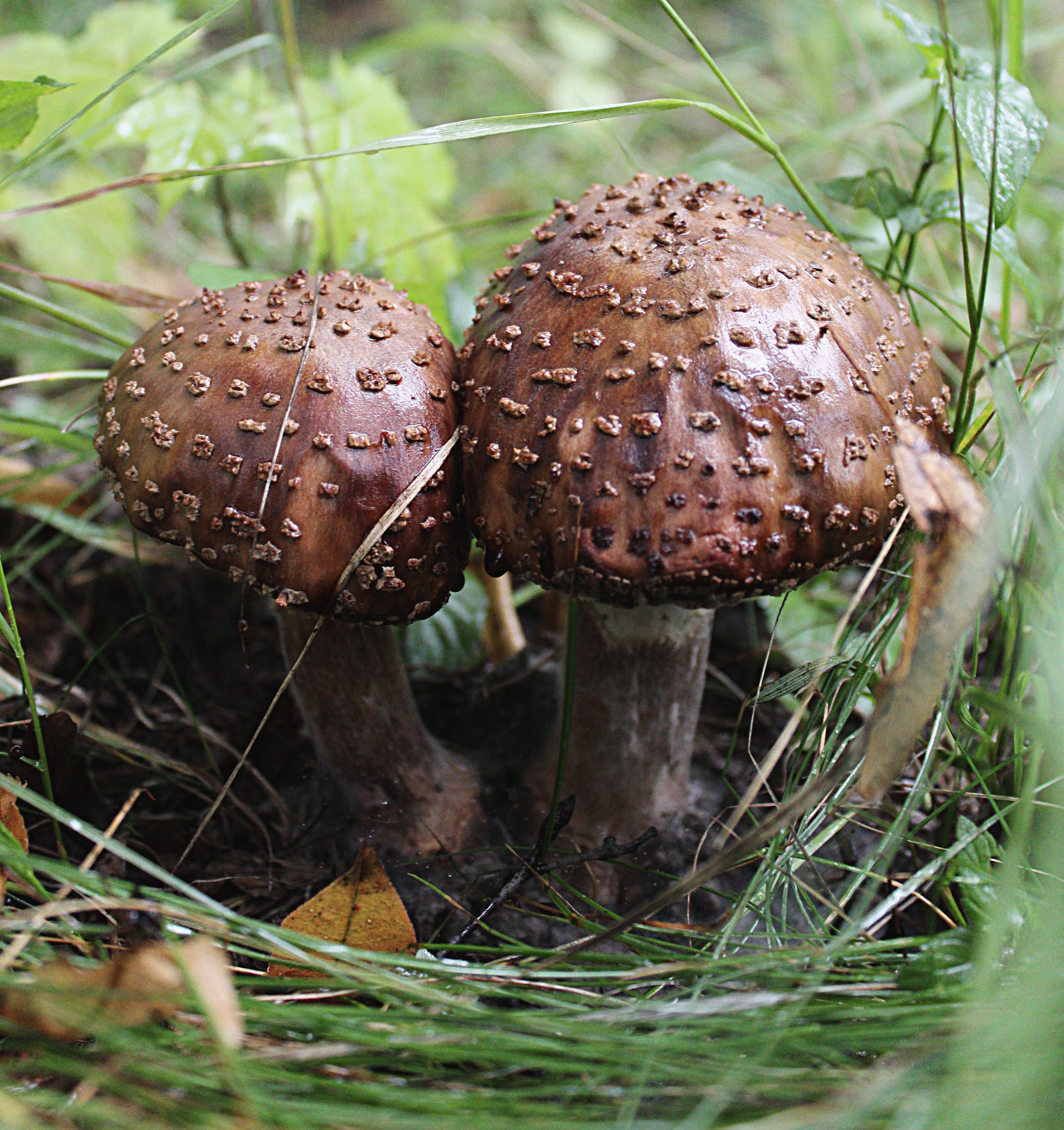 Природное. Обо всём