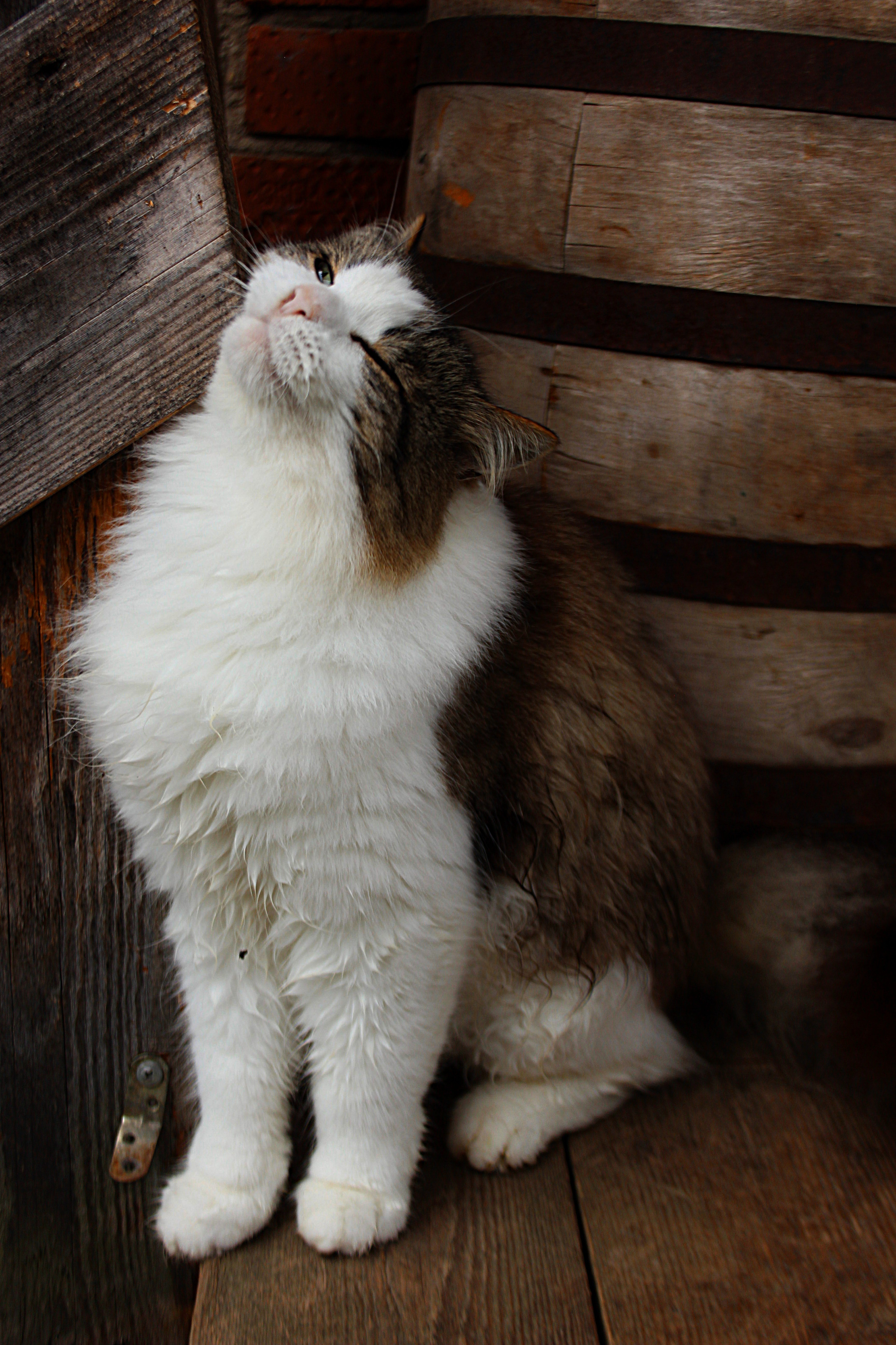 Животные. Обо всём