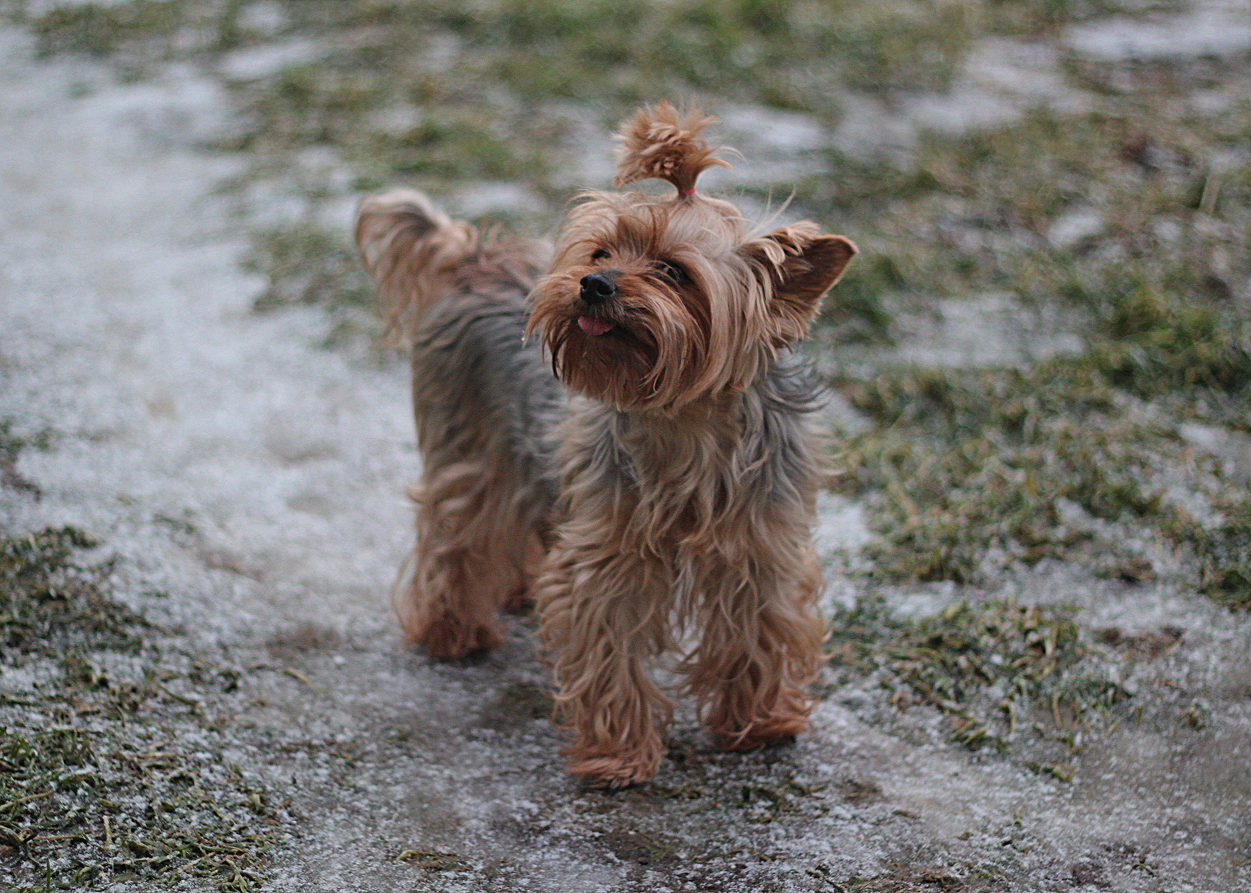 Животные. Обо всём