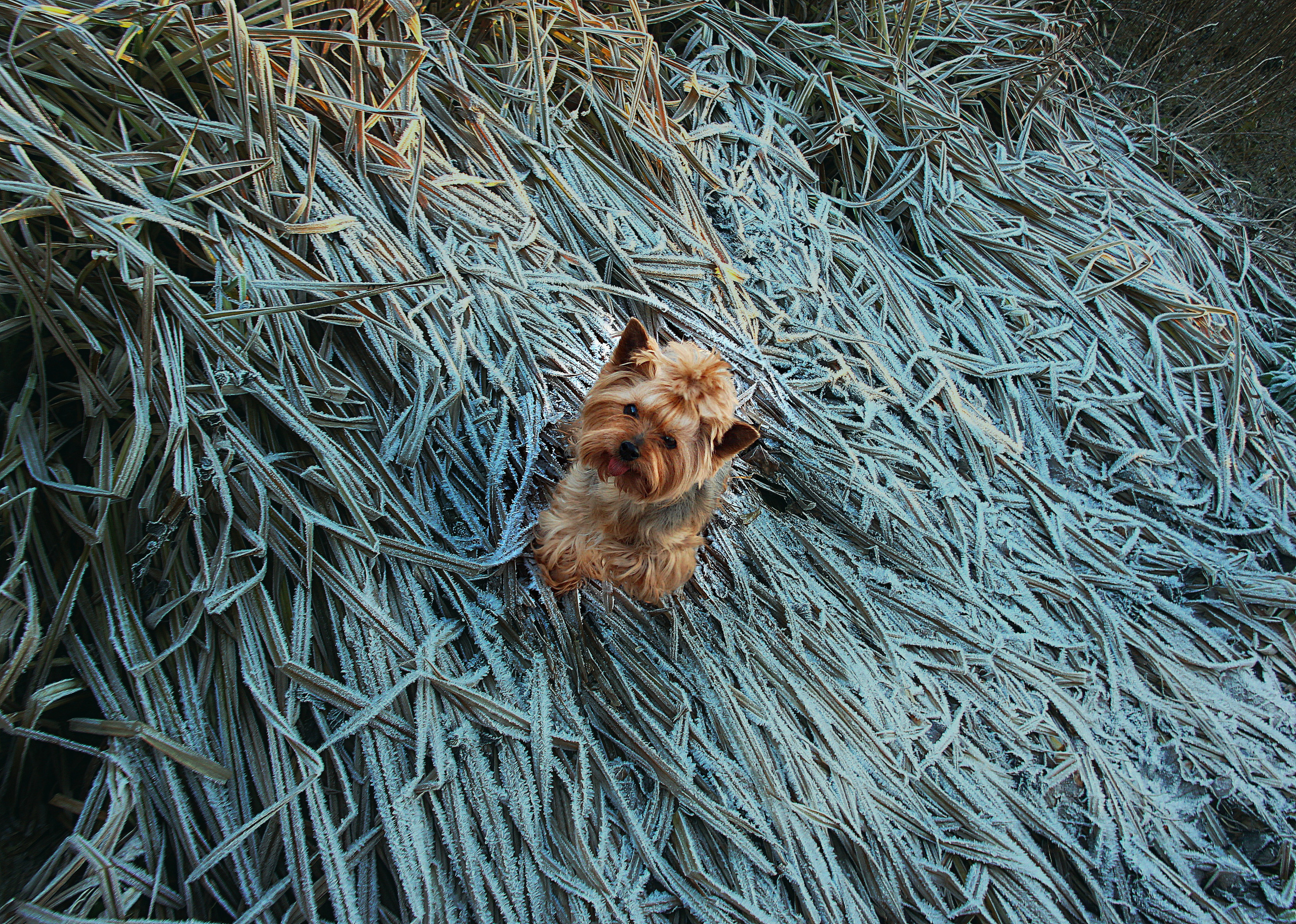 Животные. Обо всём