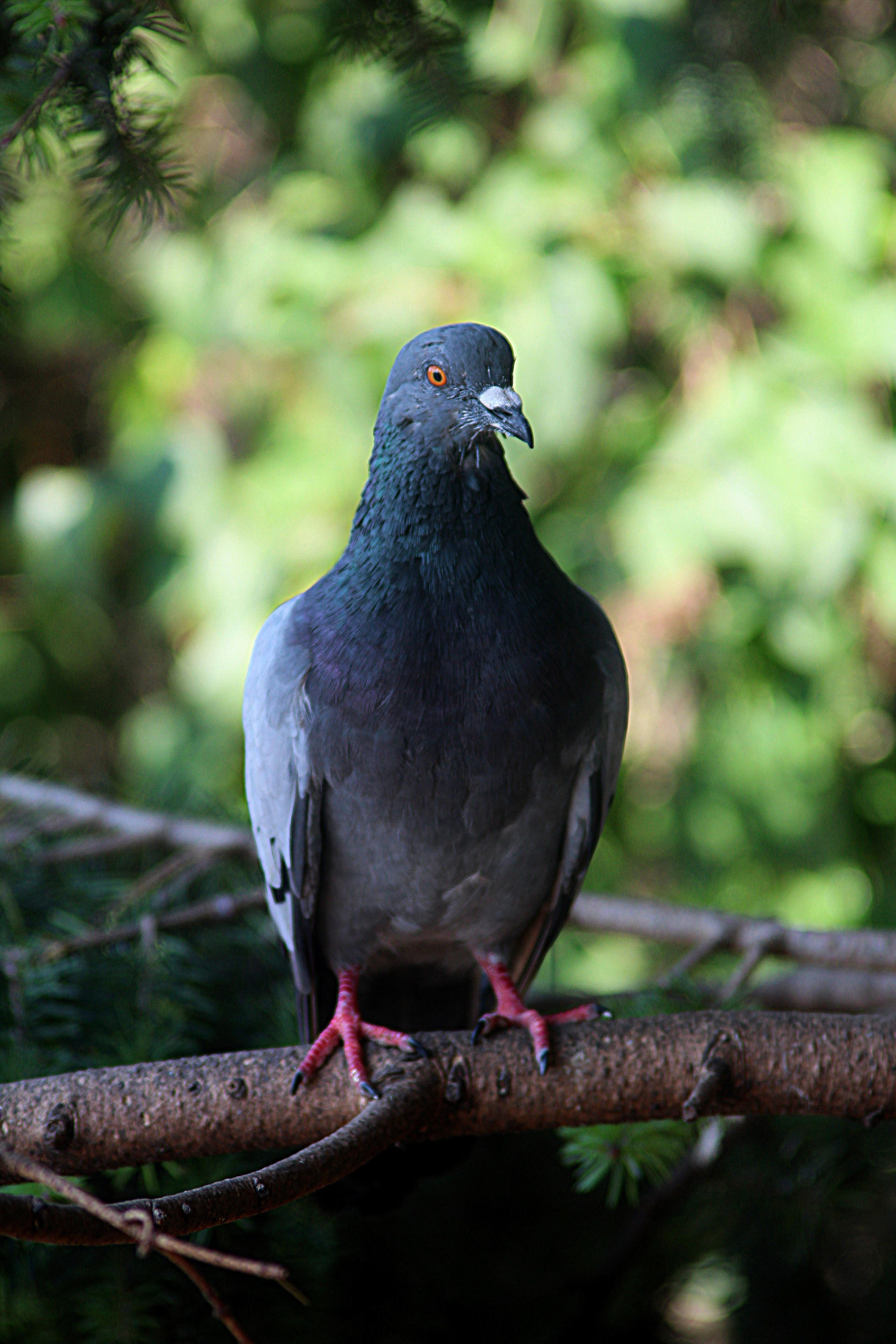 Животные. Обо всём