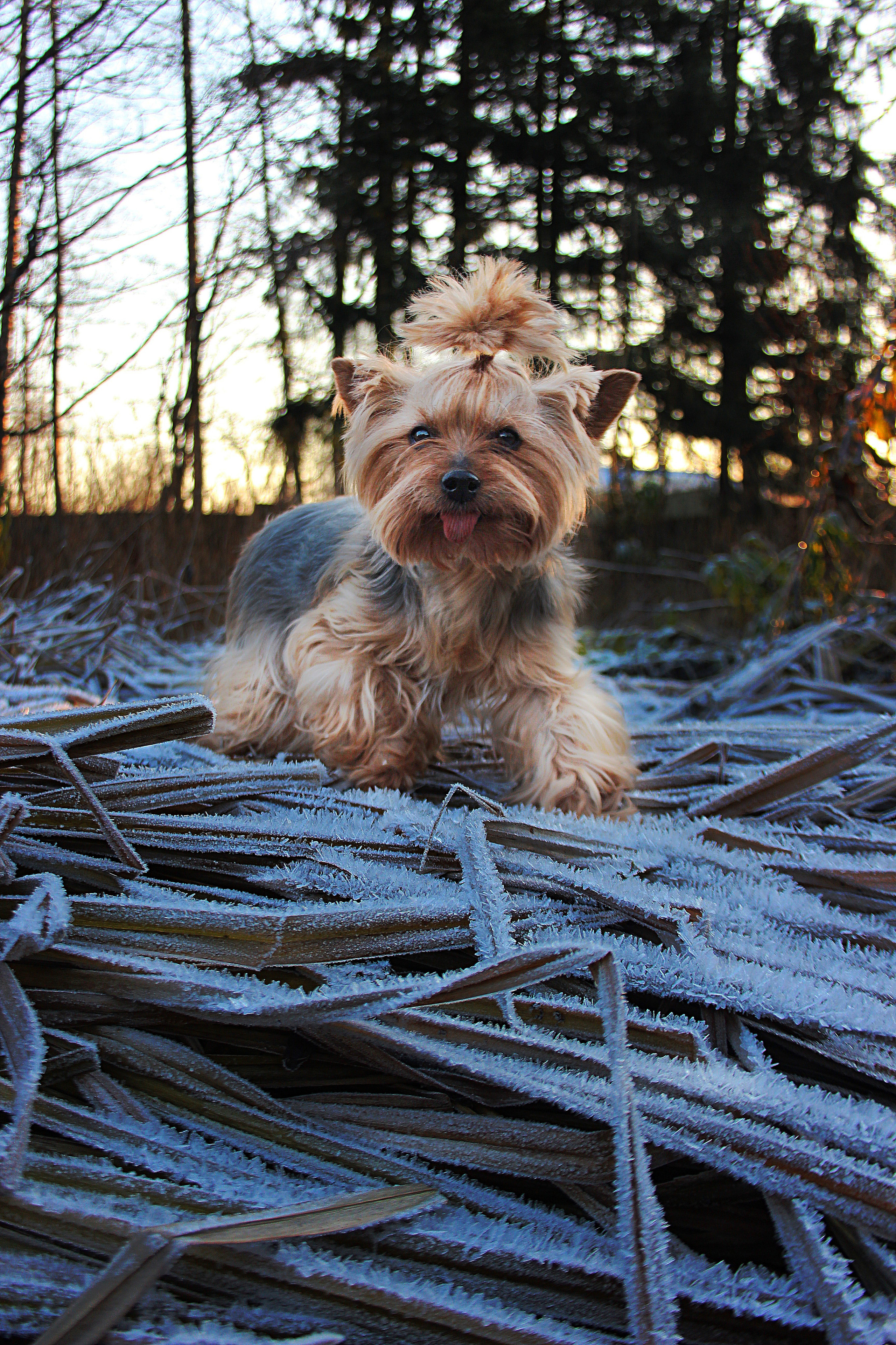 Животные. Обо всём