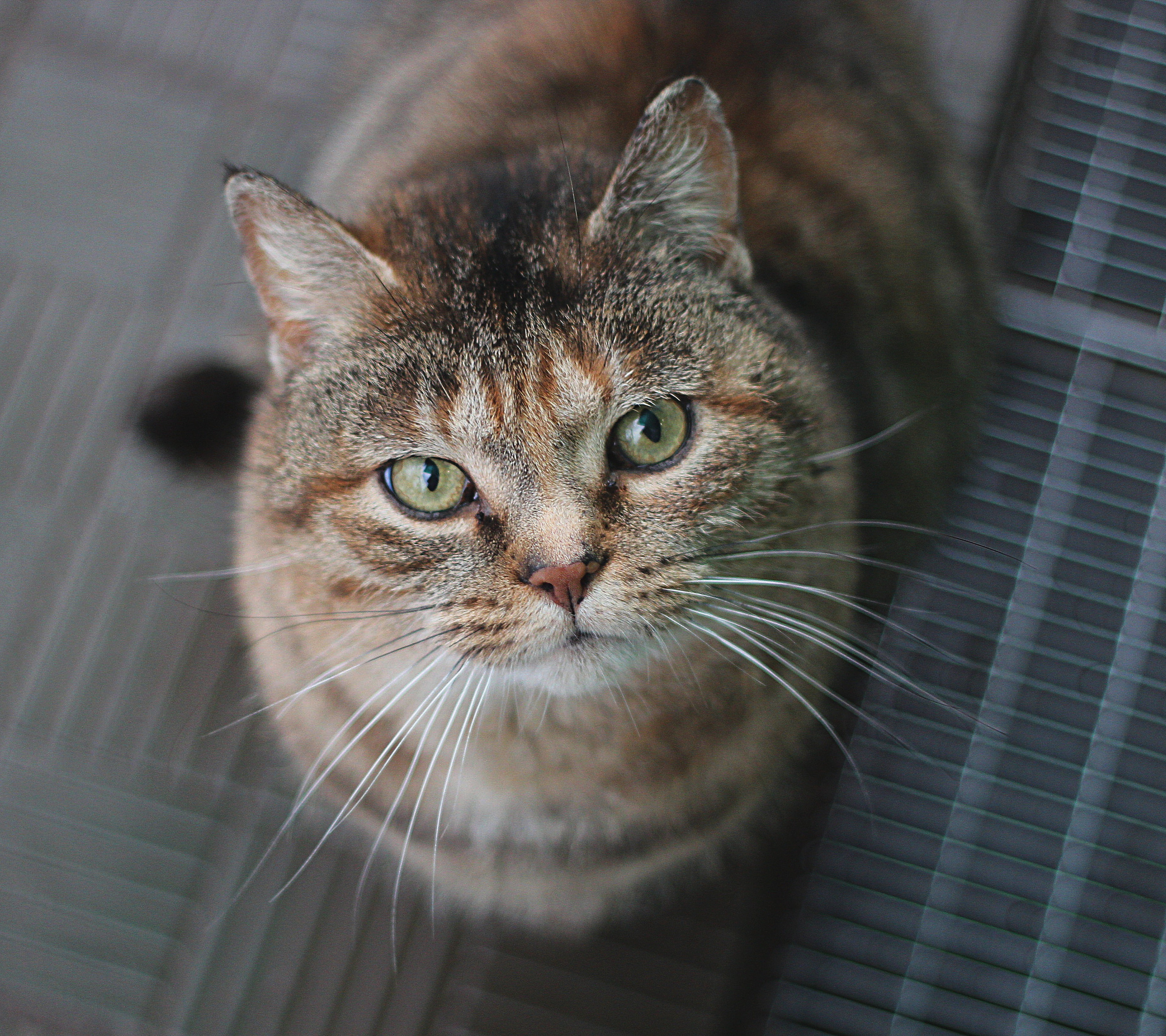 Животные. Обо всём