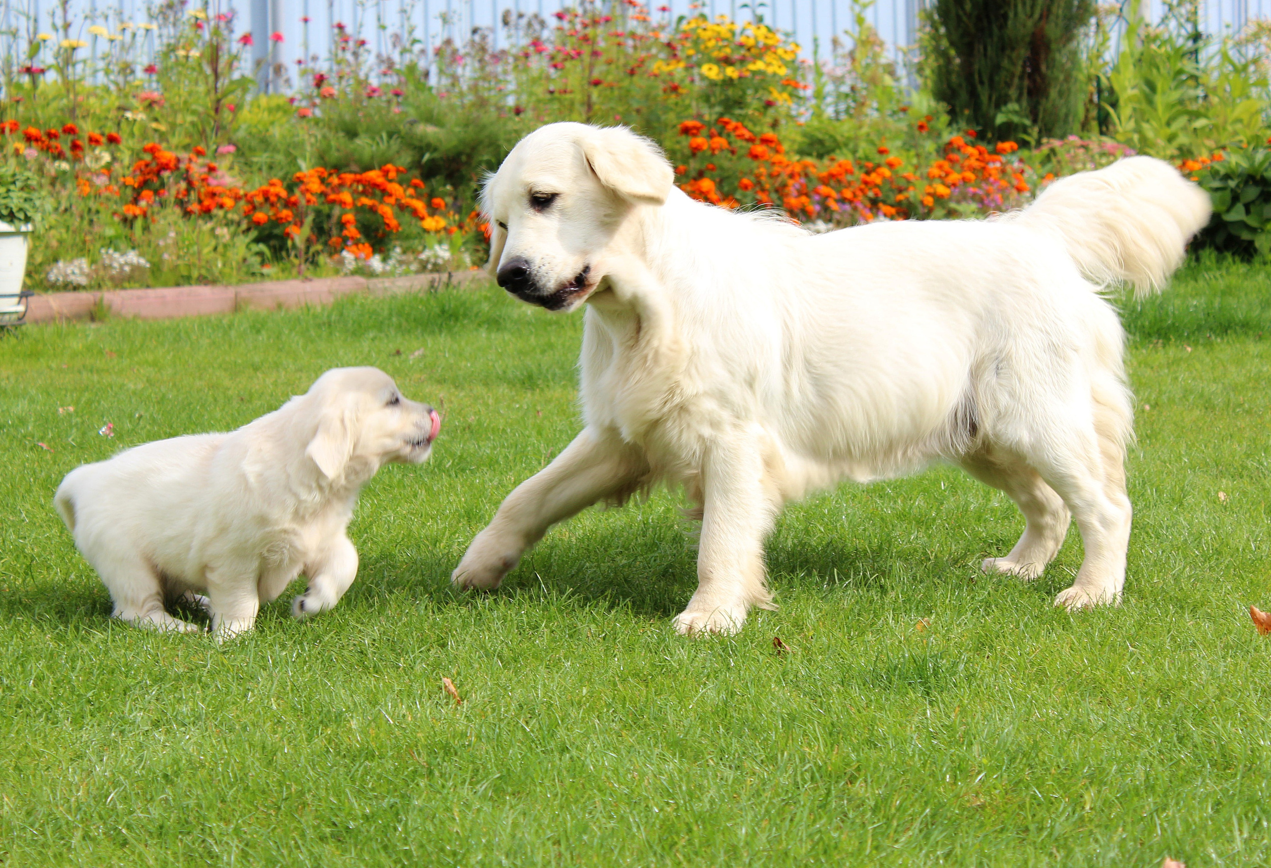 Животные. Обо всём