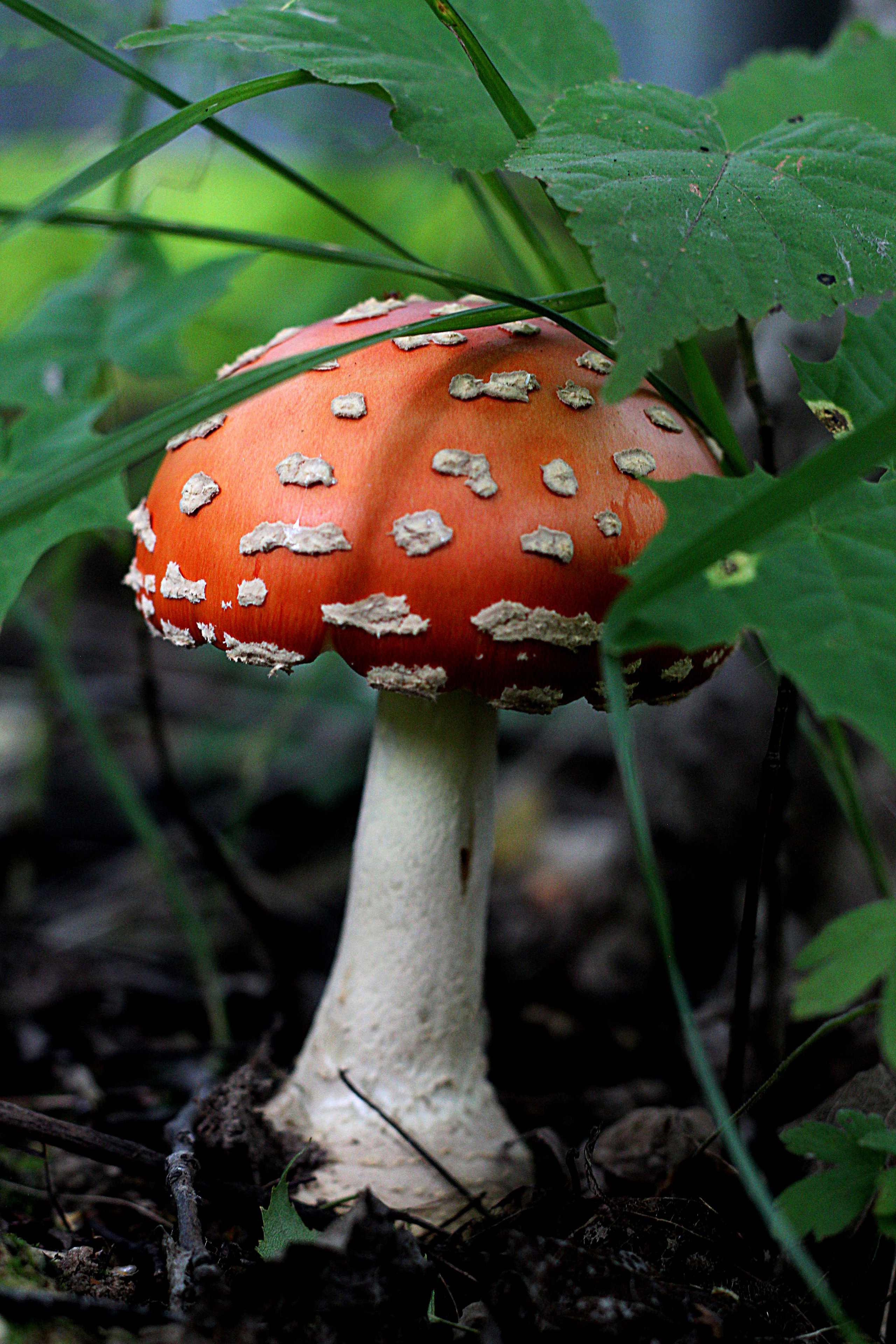 Природное. Обо всём