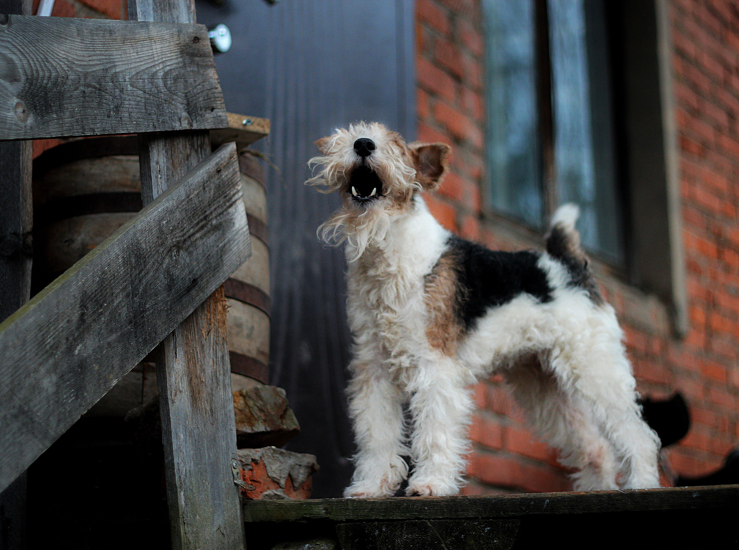 Животные. Обо всём