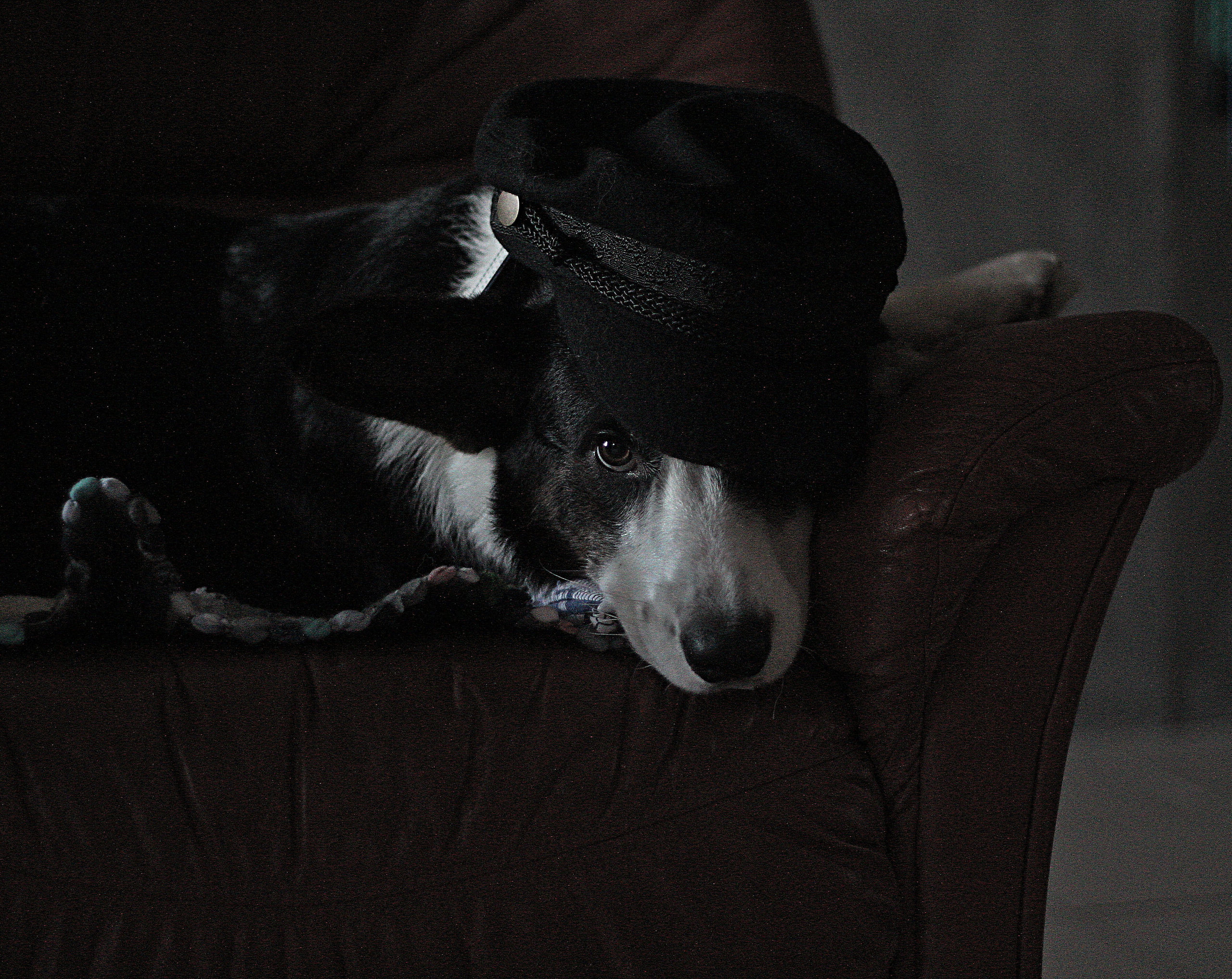 Животные. Обо всём