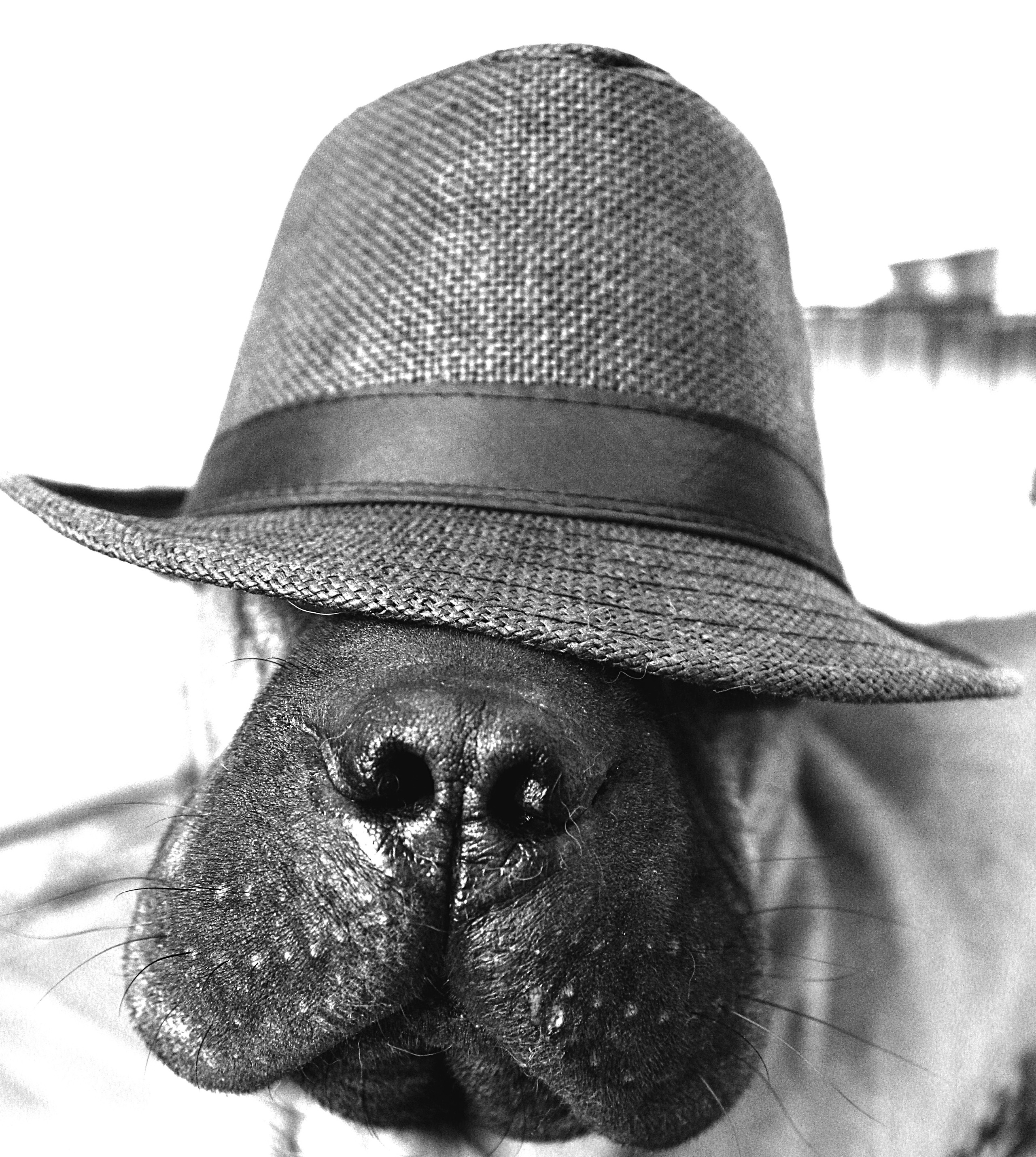 Чёрное белое. Обо всём